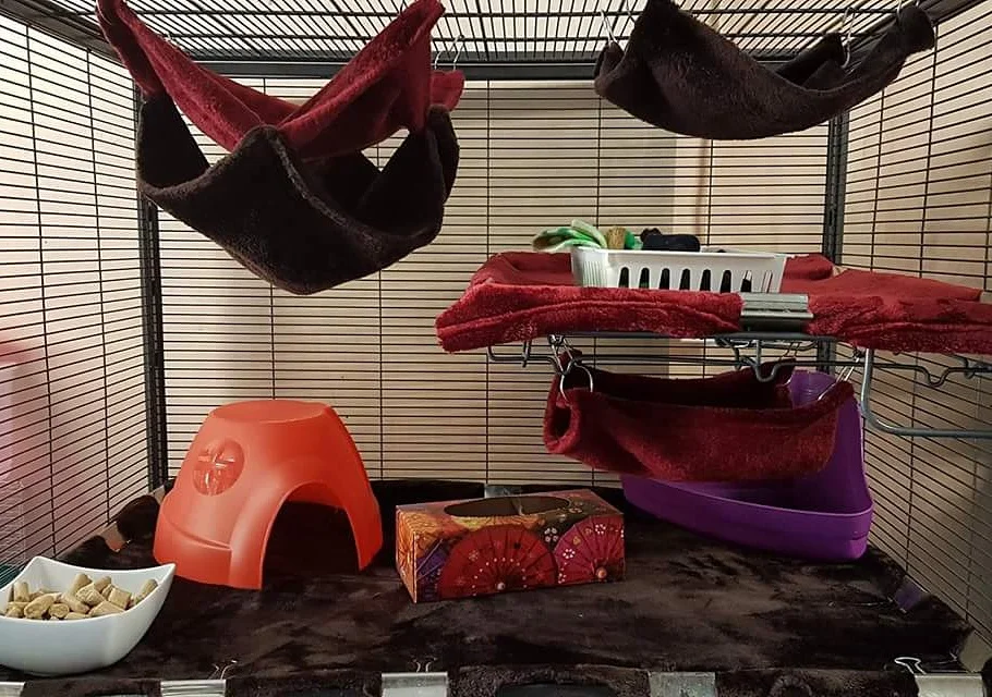 food dish, hut, tissue box, litter box, play box, 3 hammocks.
