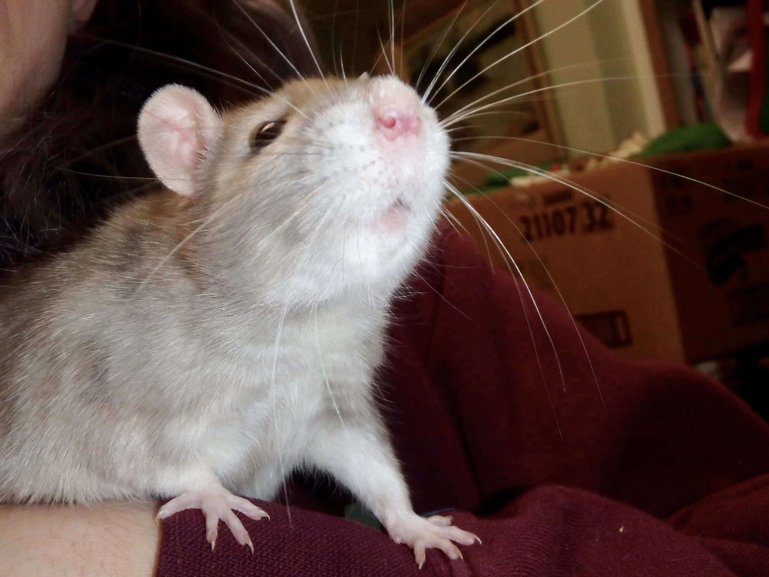 Pico - Currently available - Female Standard American Blue Marble - Down Under 