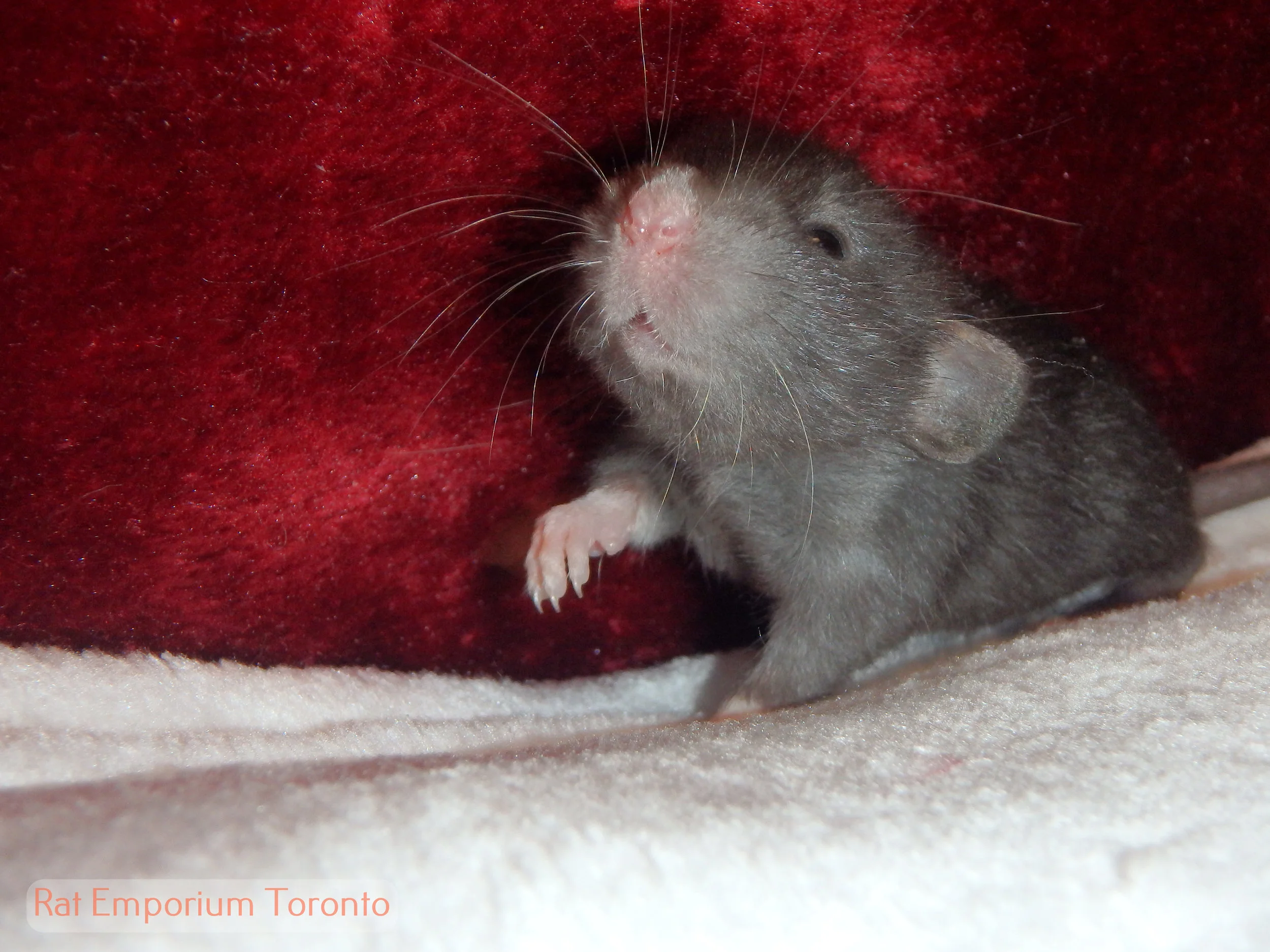 Availability from the Hebrides x Loraz litter