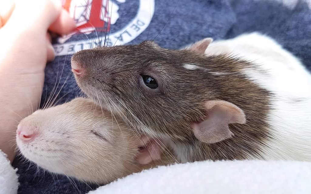 These two girls, Axel and Beans, always curl up in my lap together. They are the best of friends and always make sure to keep me company and give me lots of love.