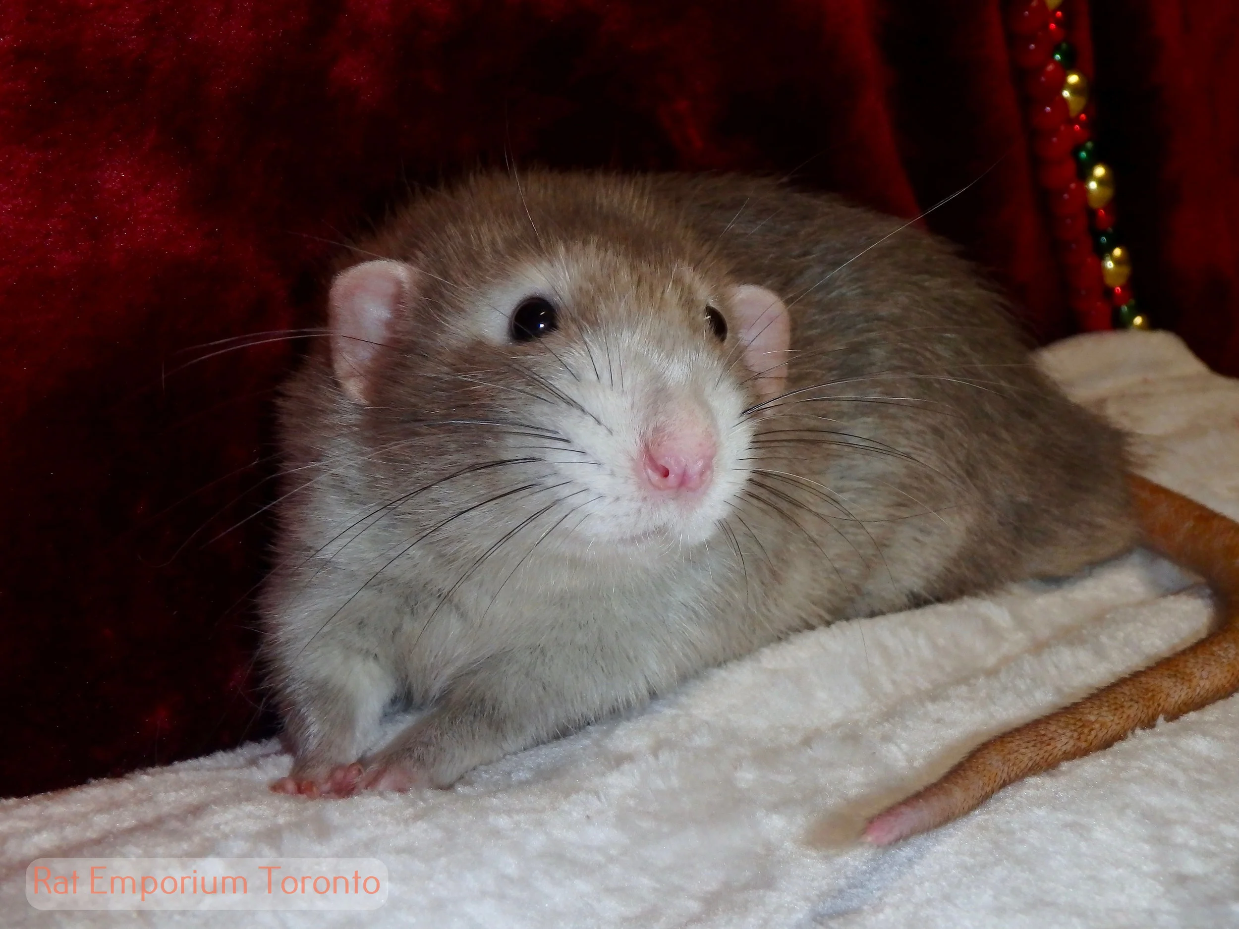 Two new pairings have been made!!