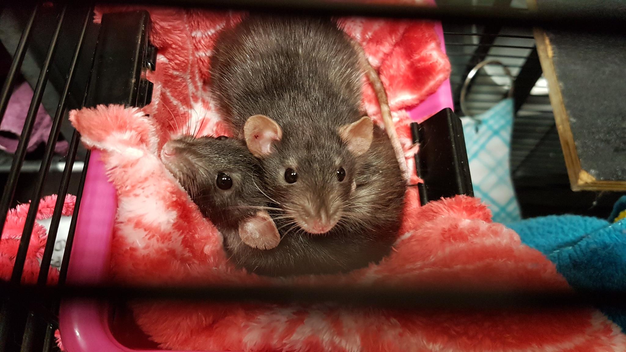 dwarf boys
