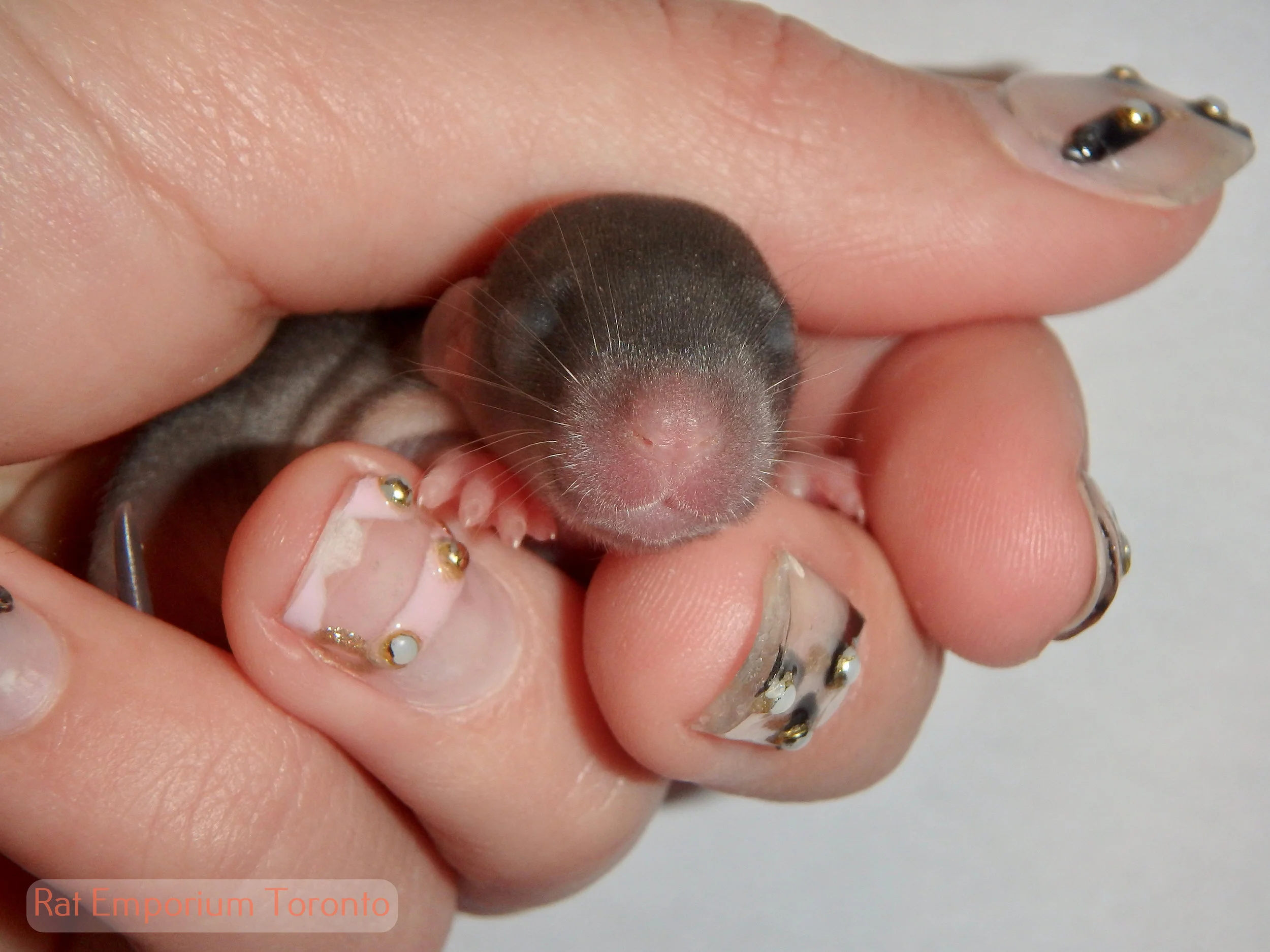 Babies from Fifty's Litter