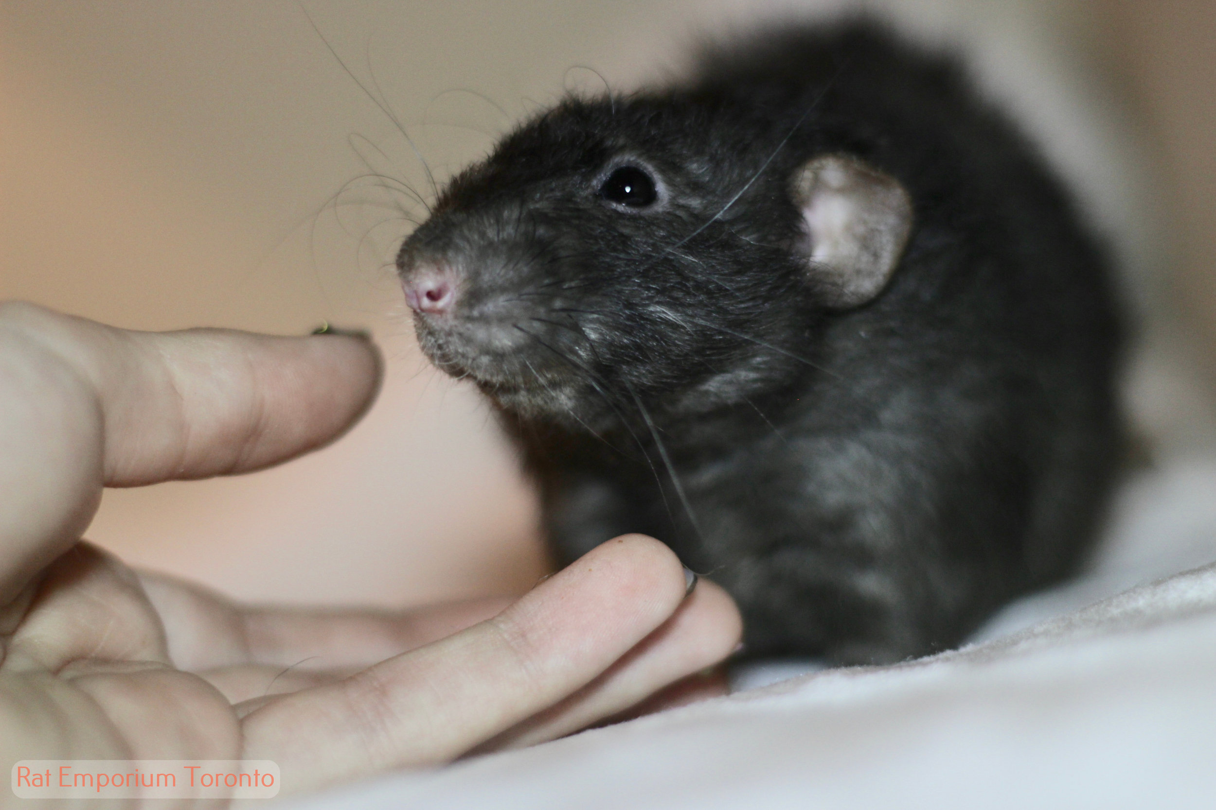 black dumbo rex rat