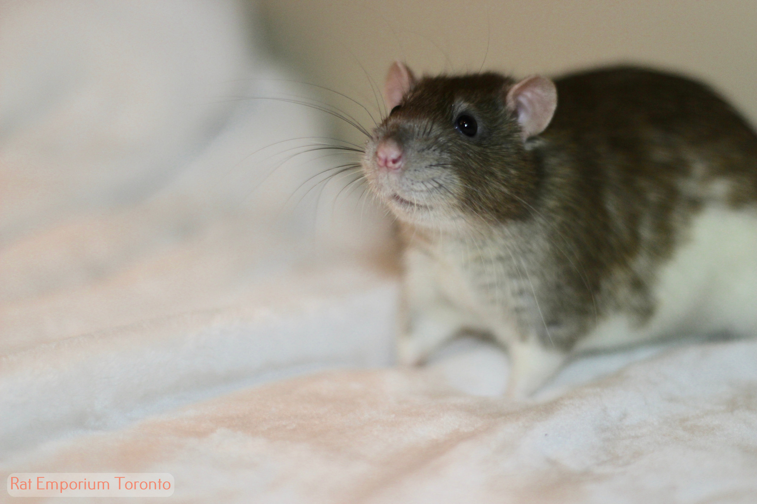 Cinnamon standard rat, veriberk