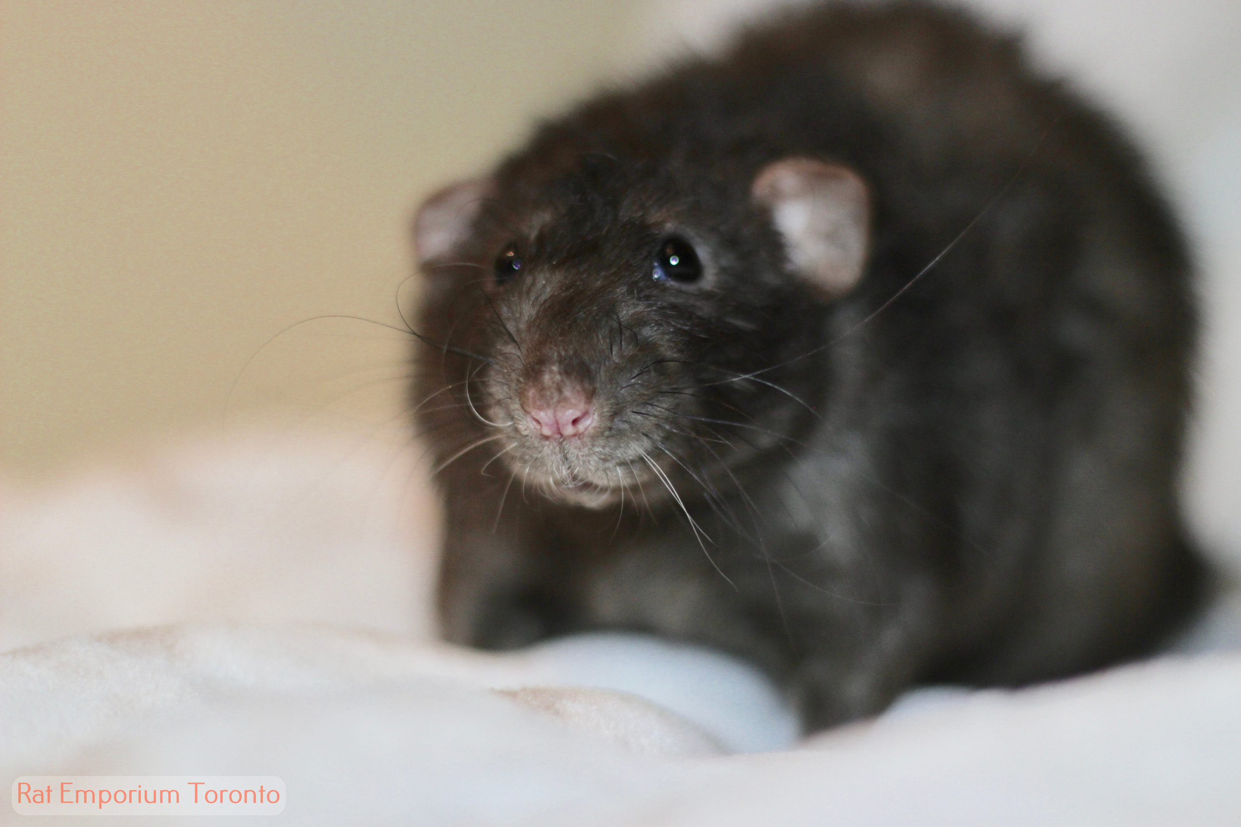 Borrowed a friend's camera for the week!