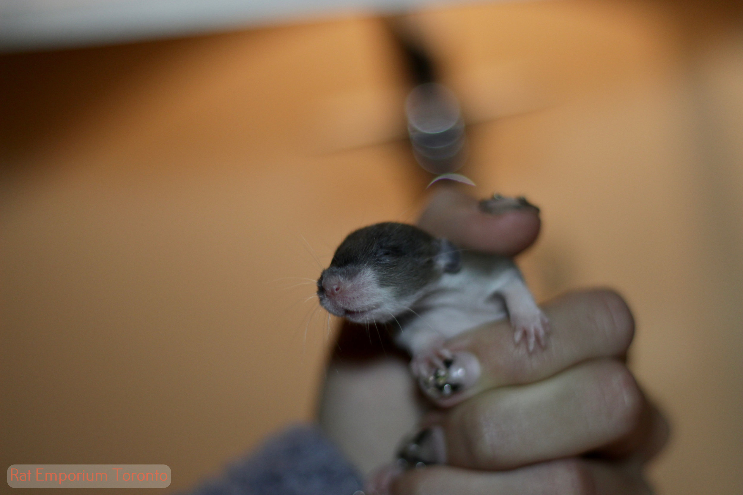 agouti dumbo rat