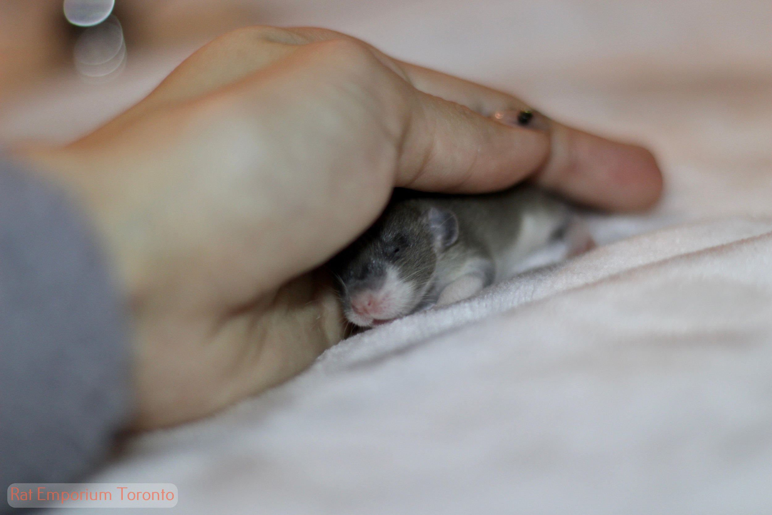 agouti dumbo rat