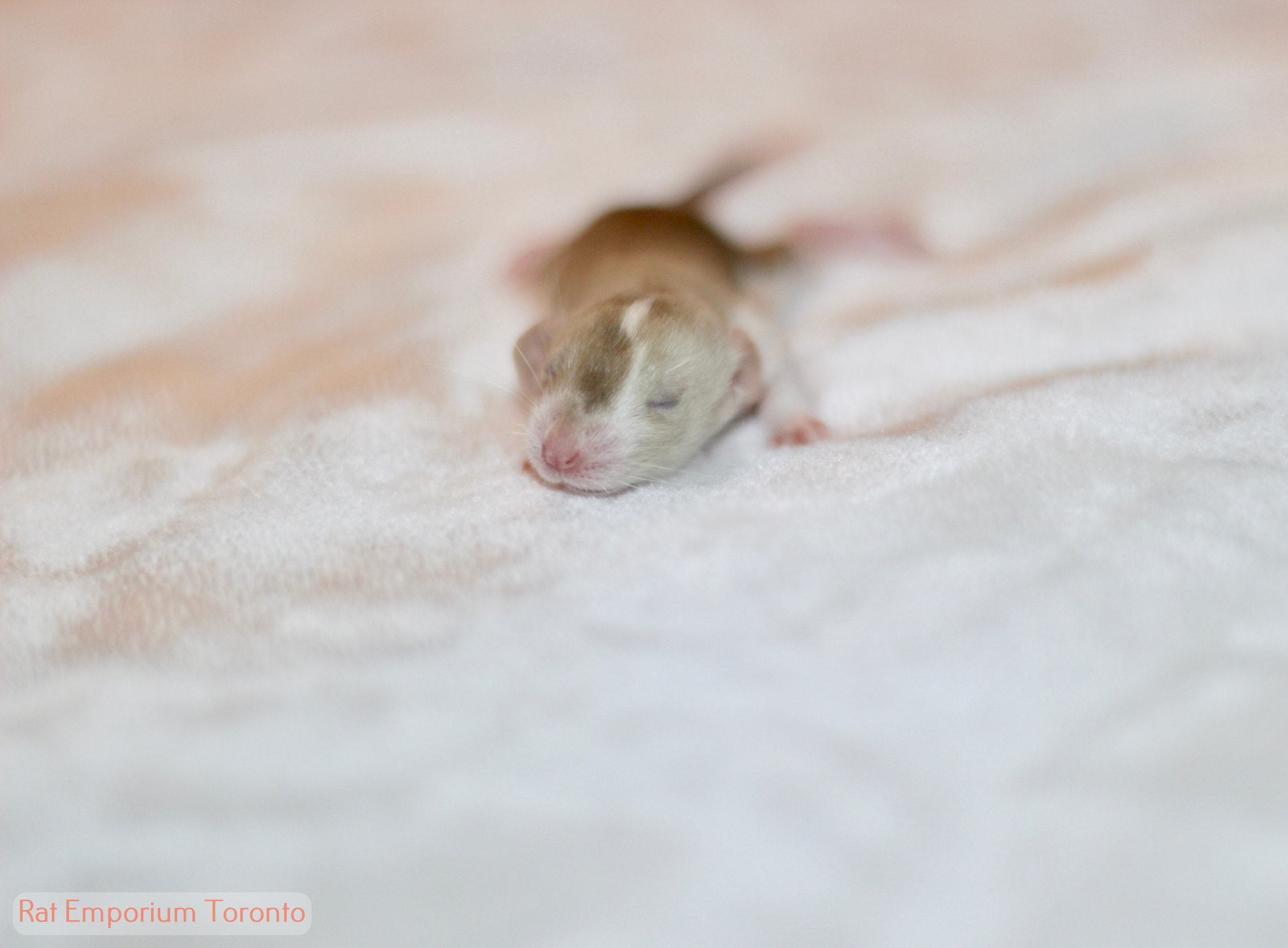 siamese dumbo rat, blazed