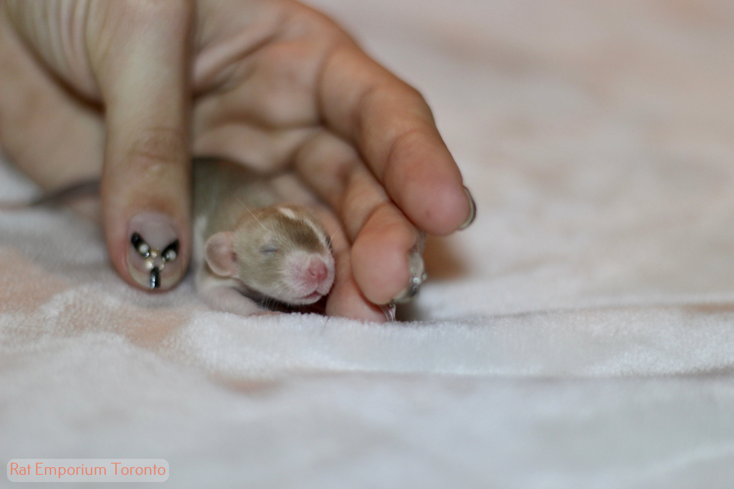 siamese dumbo rat, blazed