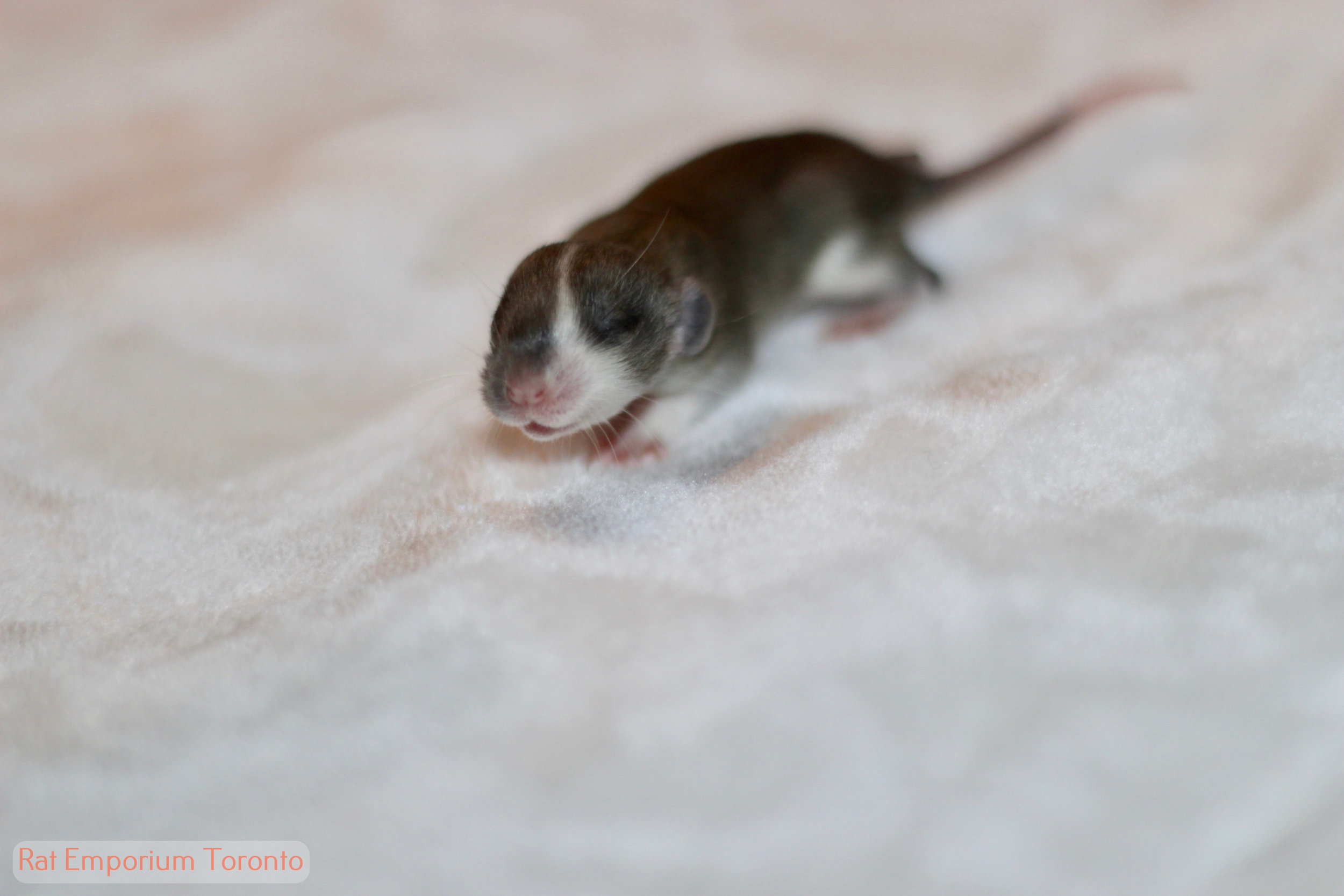 agouti dumbo rat