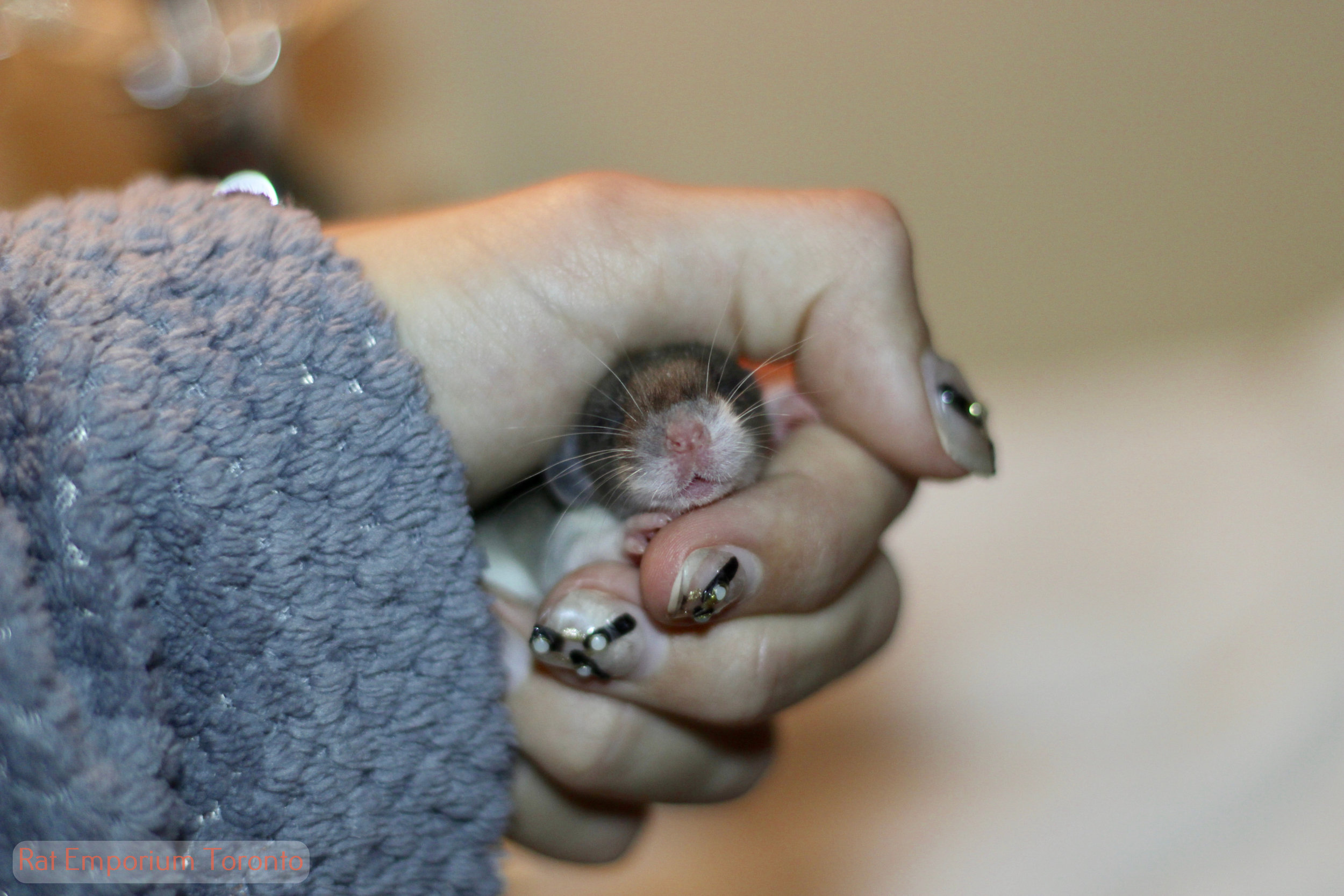 agouti dumbo rat