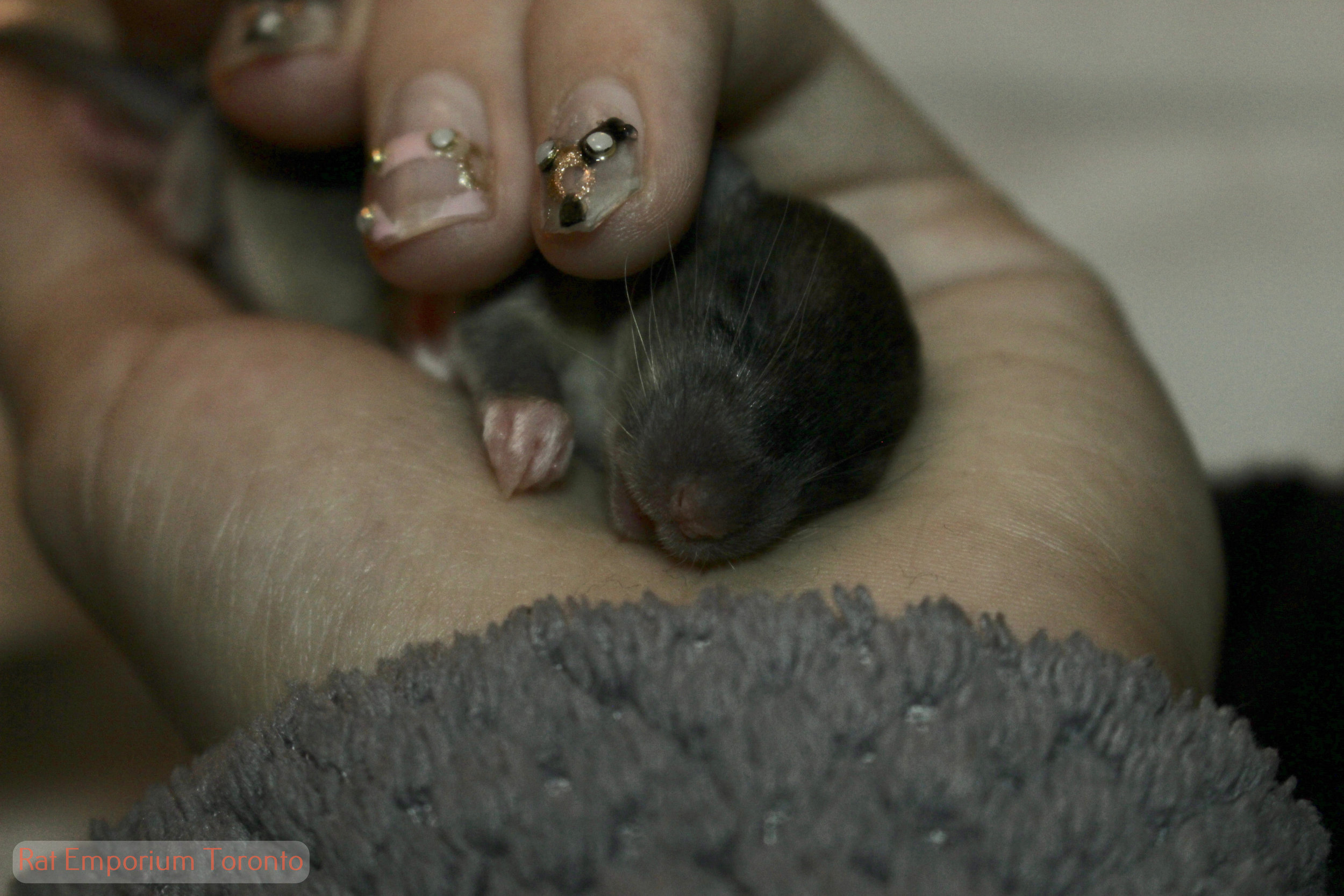 agouti dumbo rat