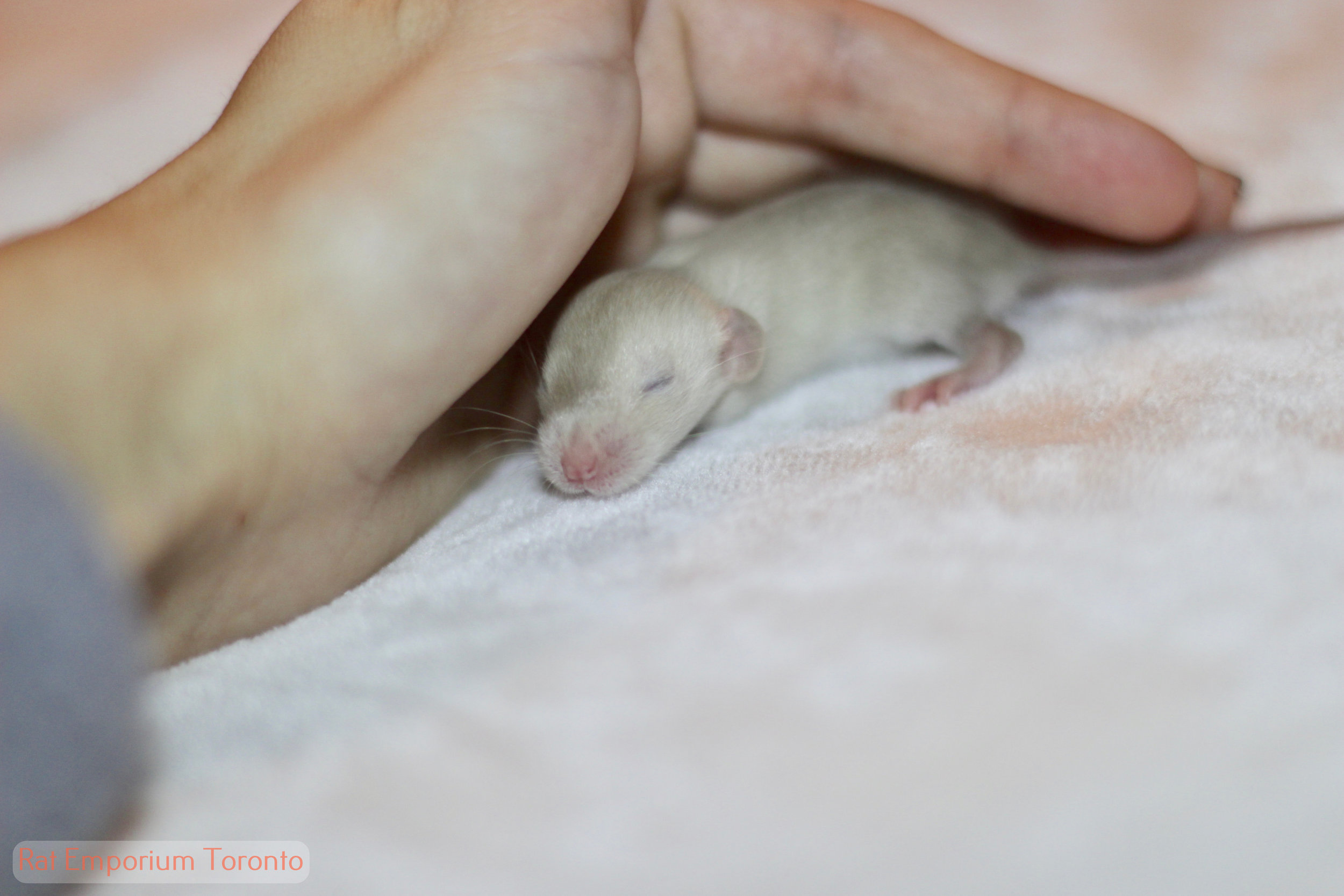 siamese dumbo rat