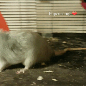 Popcorning
