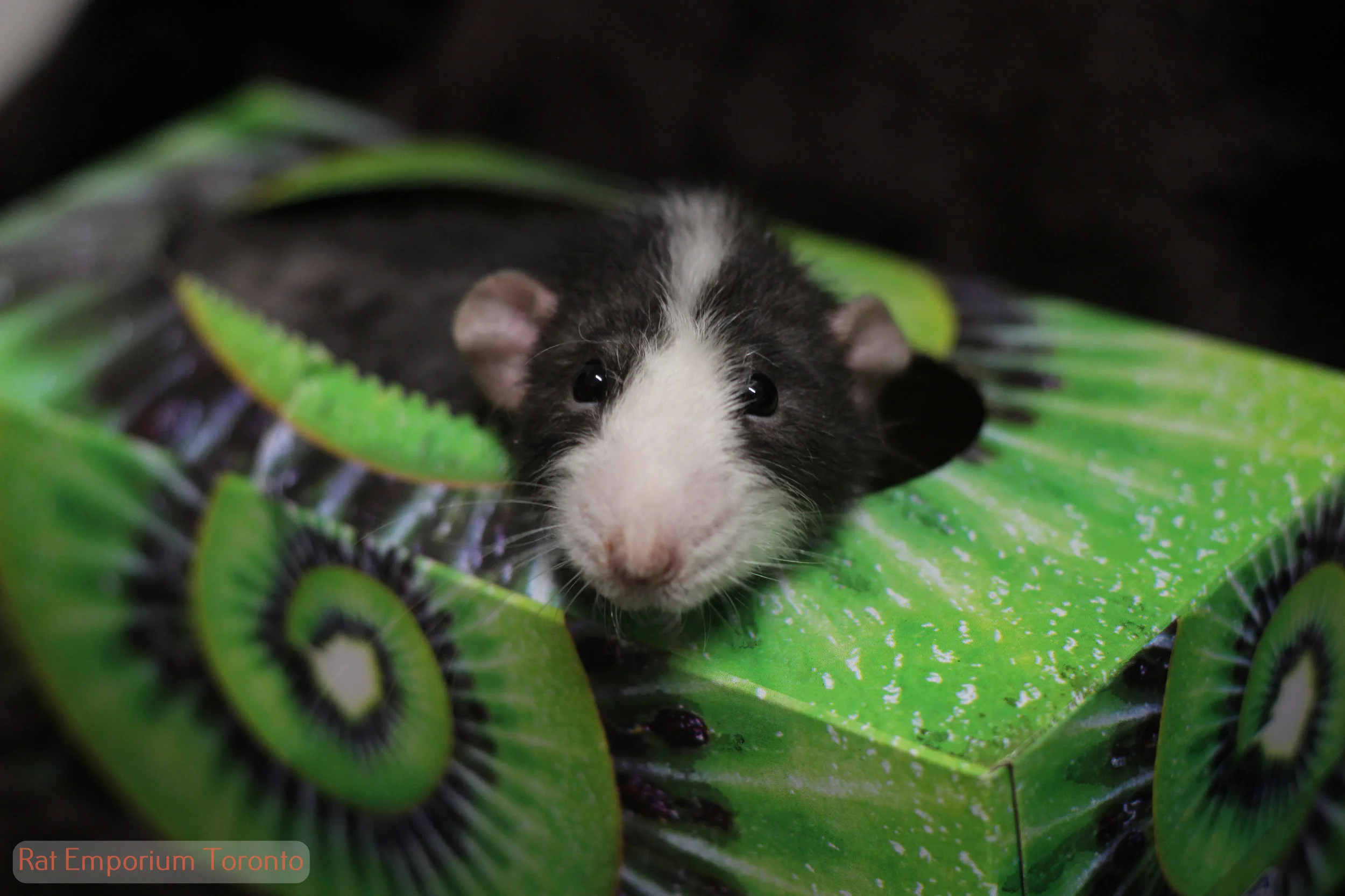 Merle Blog Pet Rats Toronto Rat Emporium Toronto
