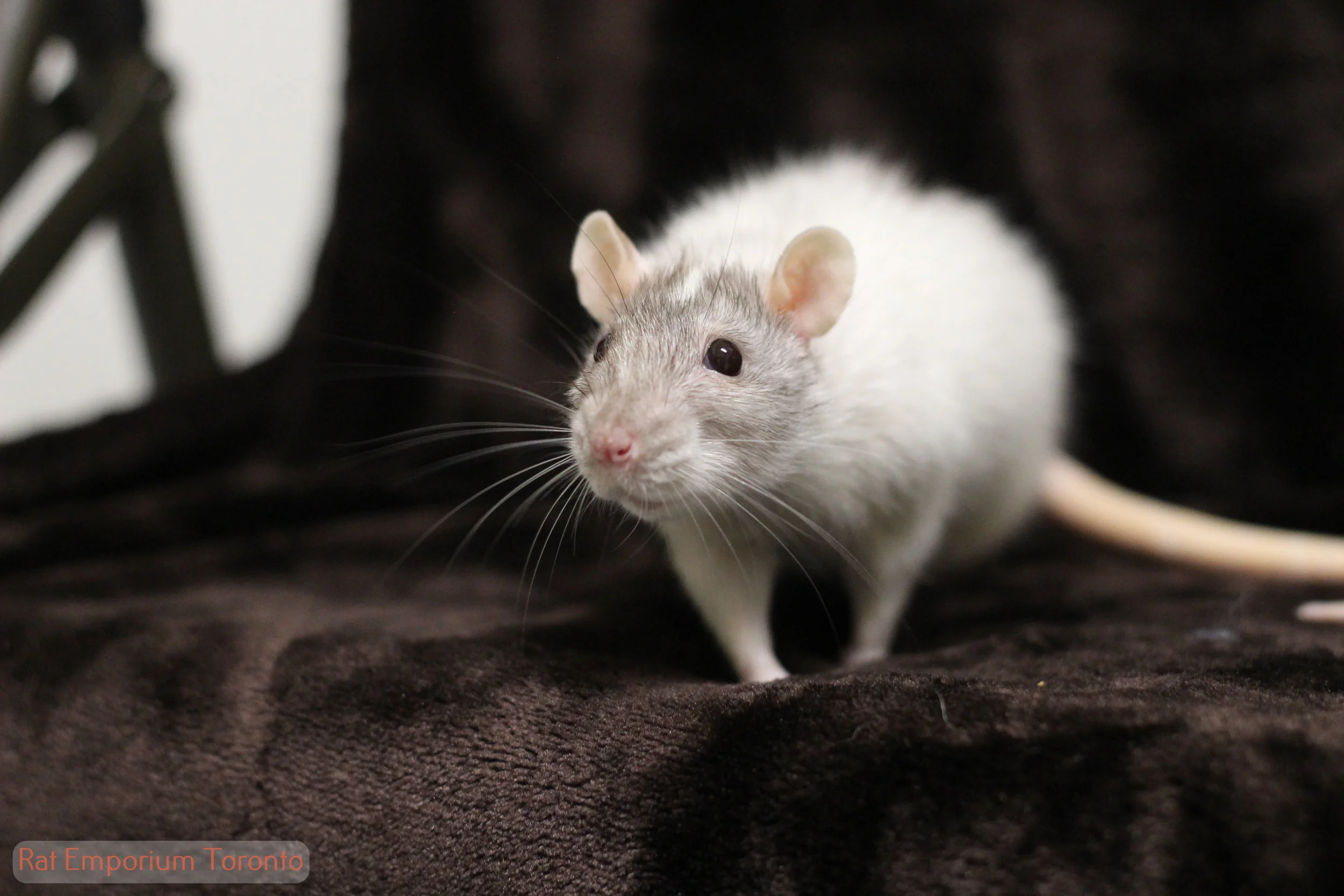 Merle Blog Pet Rats Toronto Rat Emporium Toronto