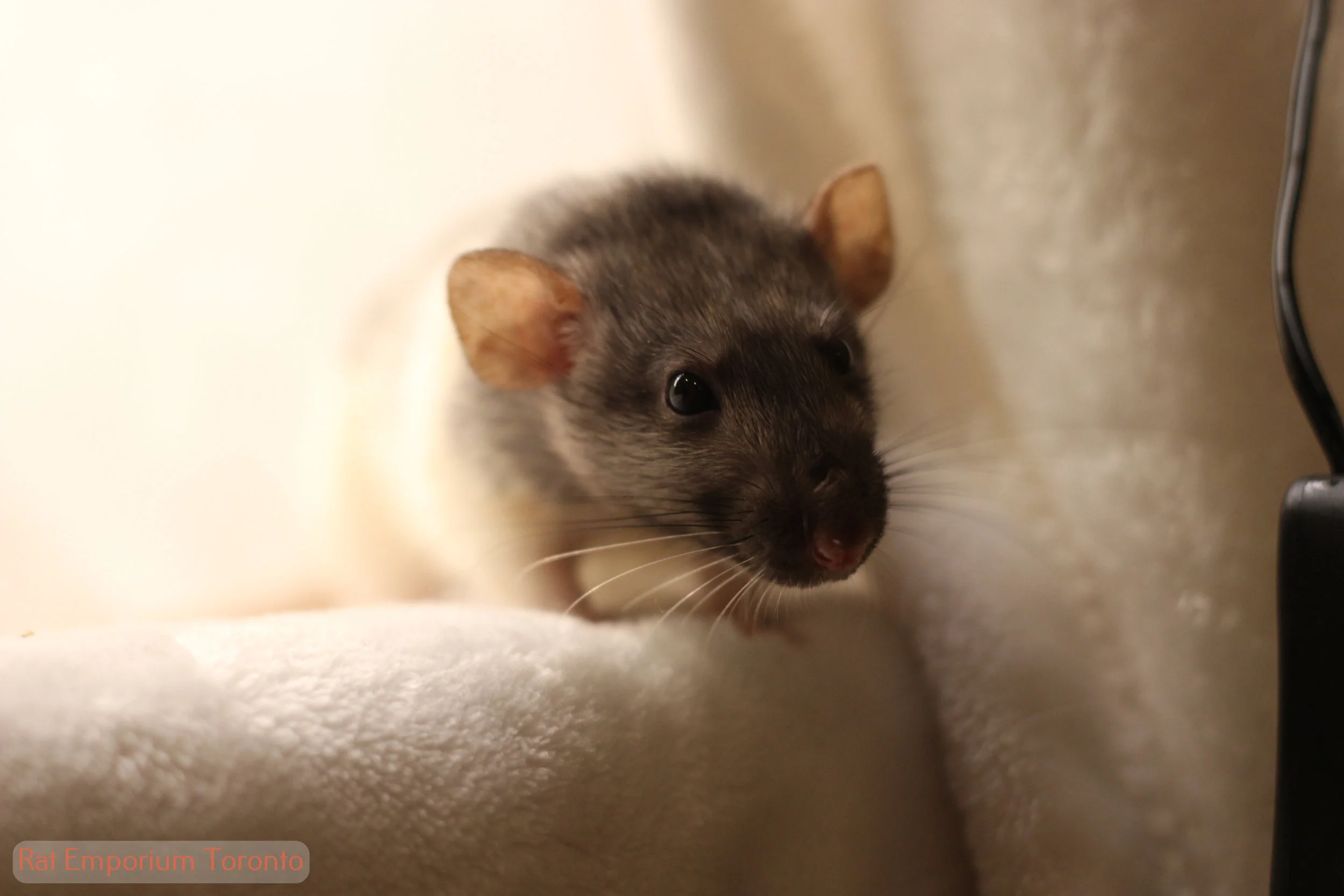 A new pairing has been made!