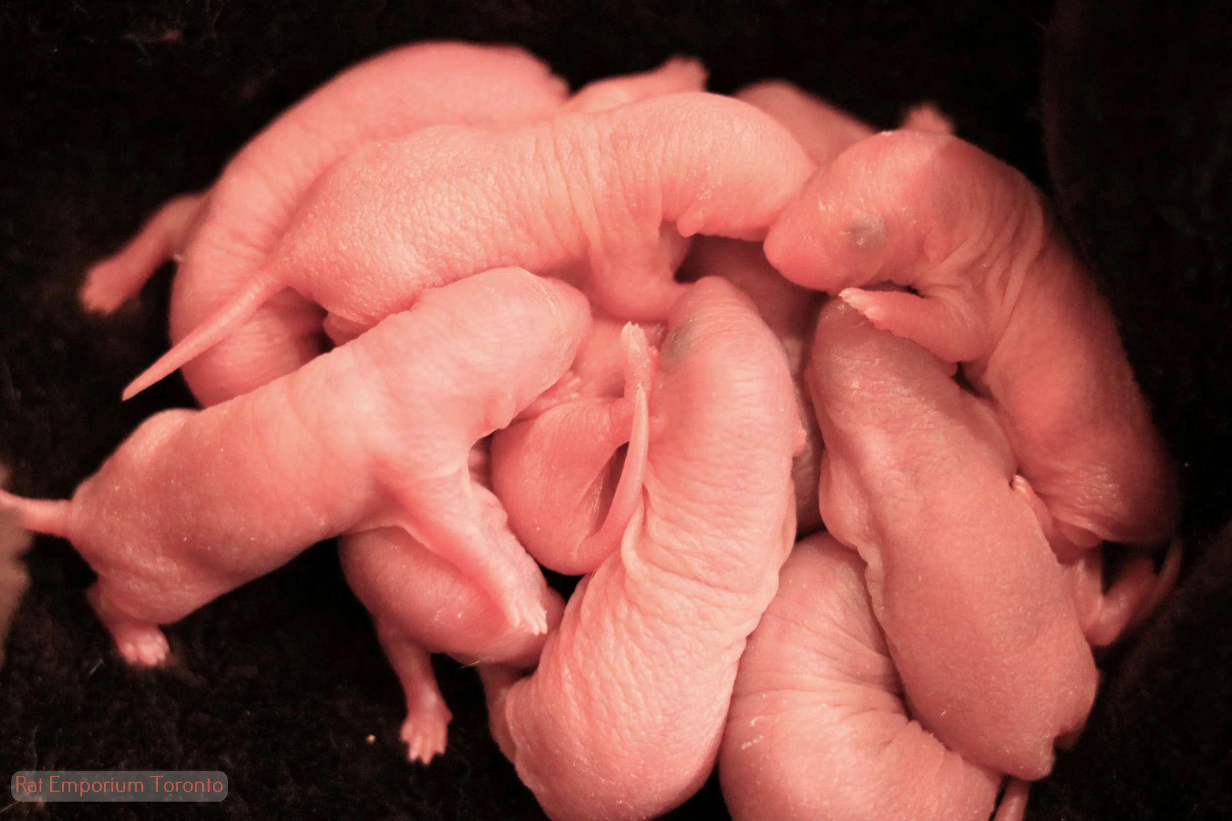 Litter RET02500 - between Alleria and Loraz - has been born!