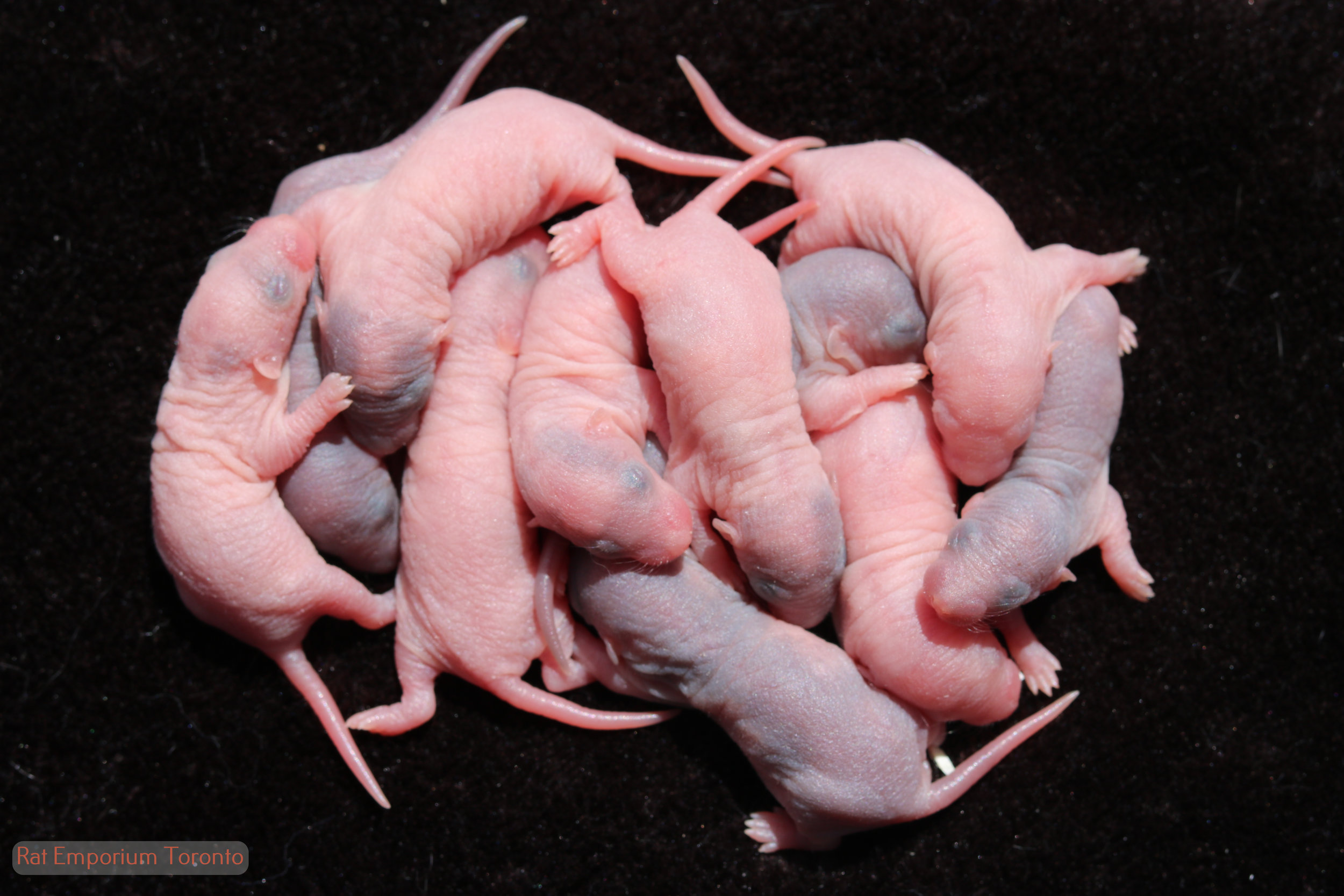 baby dumbo silvermane rats