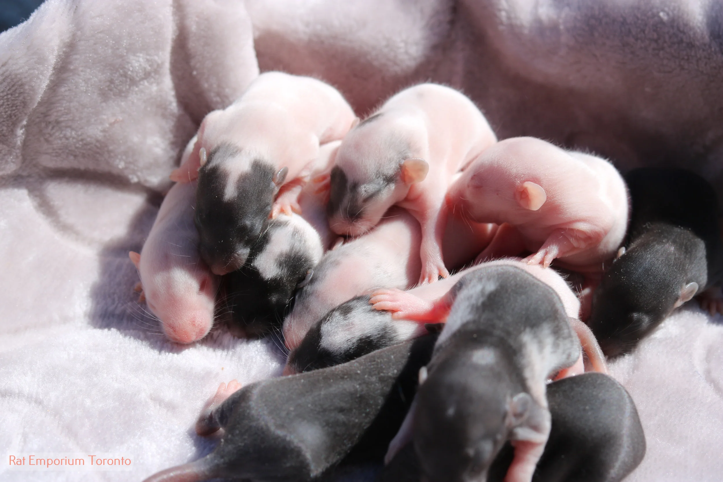 Updated photos of Alleria's Litter!