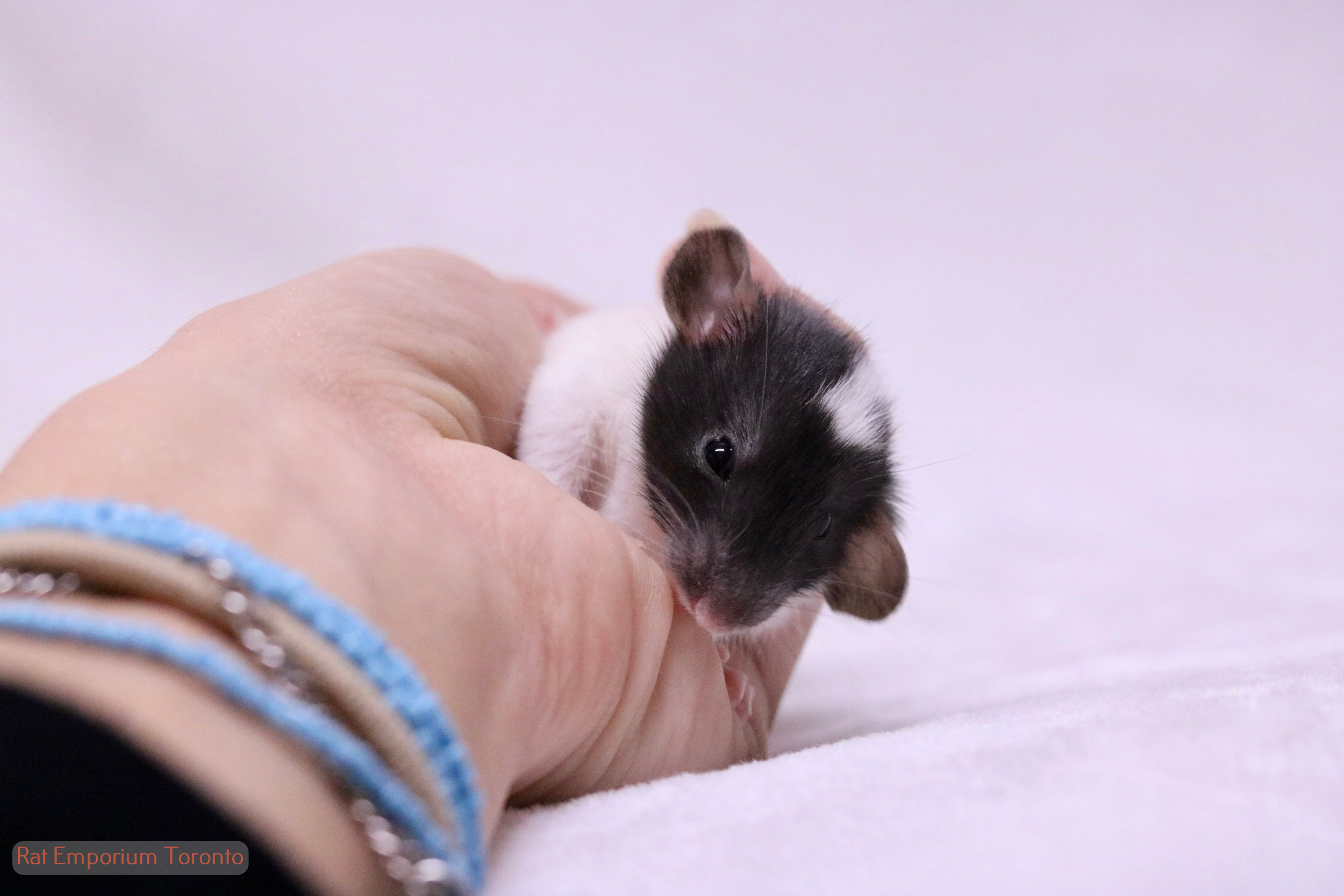 Adopt pet rats Toronto