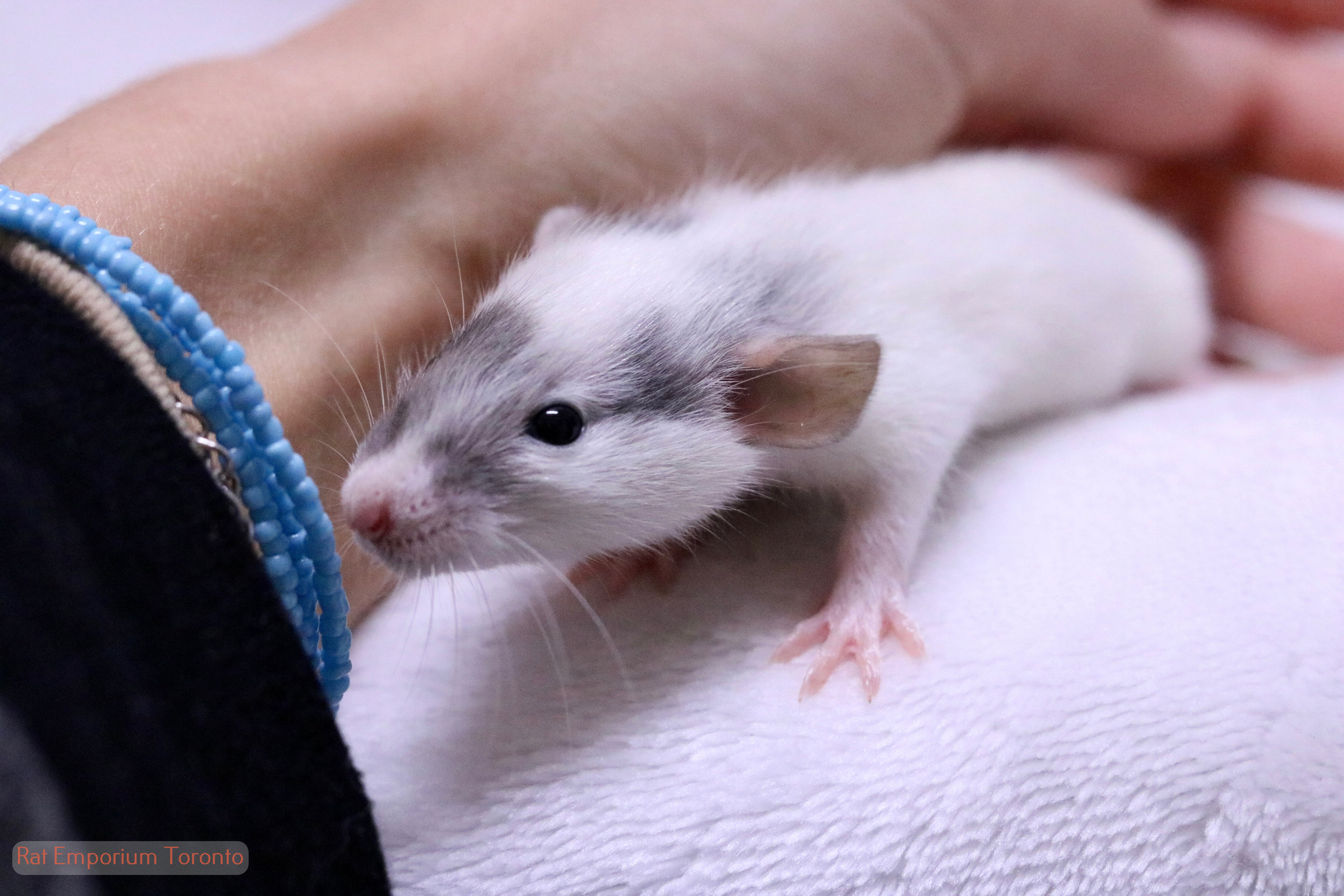 Adopt pet rats Toronto