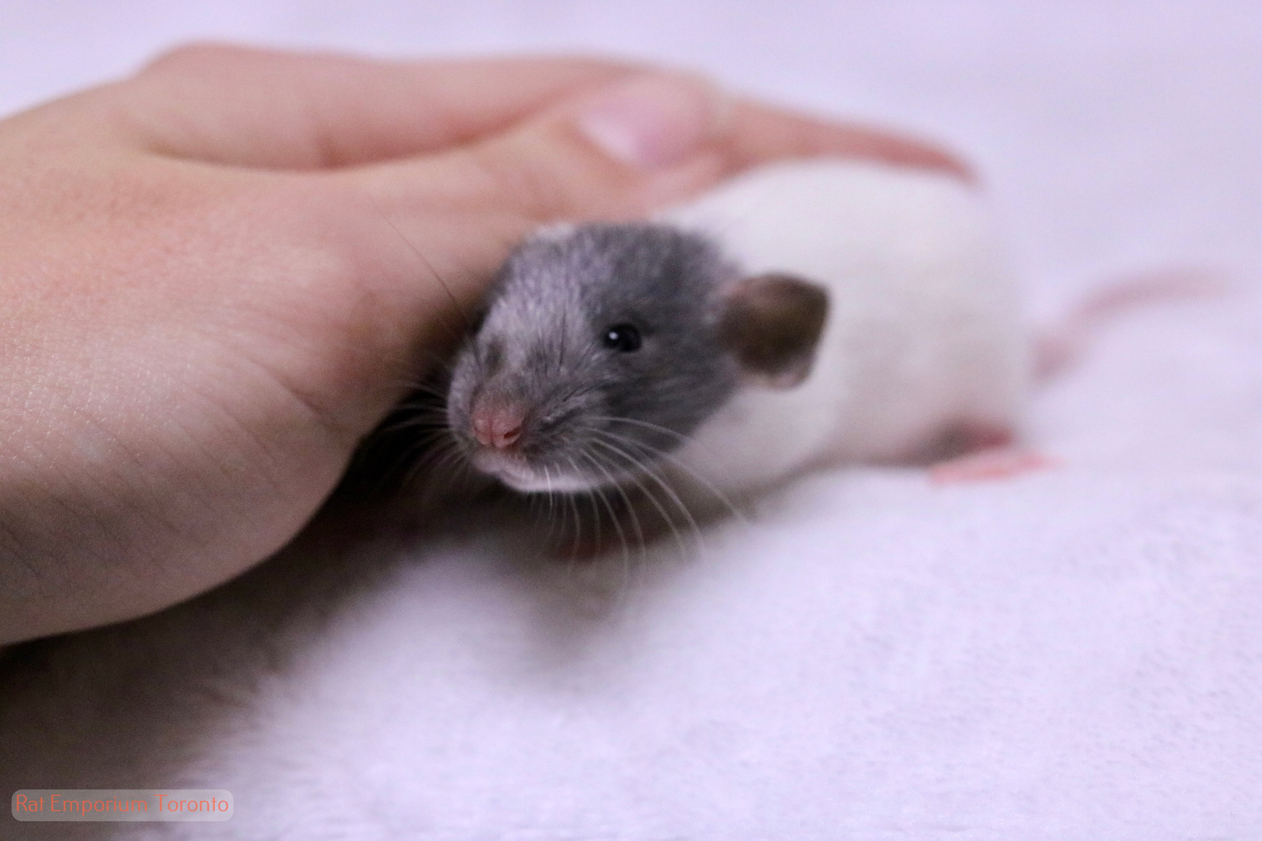 Adopt pet rats Toronto