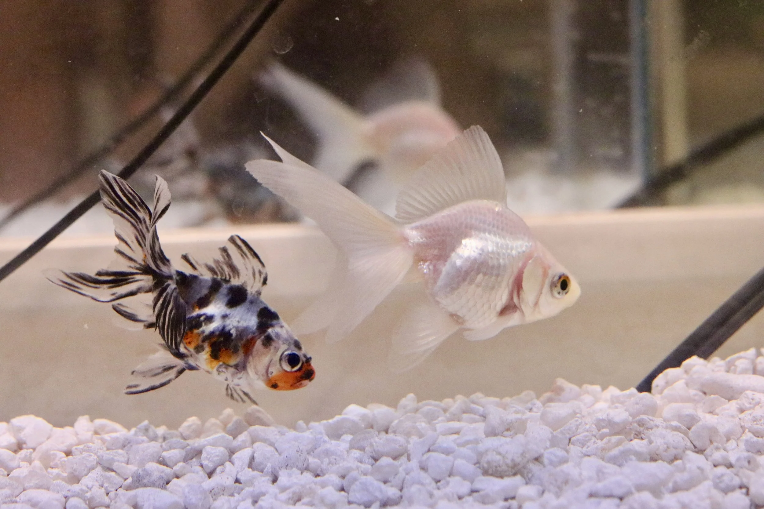 Off topic, I LOVE MY PET FISHIES!!!! 