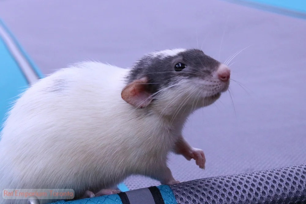 Grey Pet Dumbo Rats