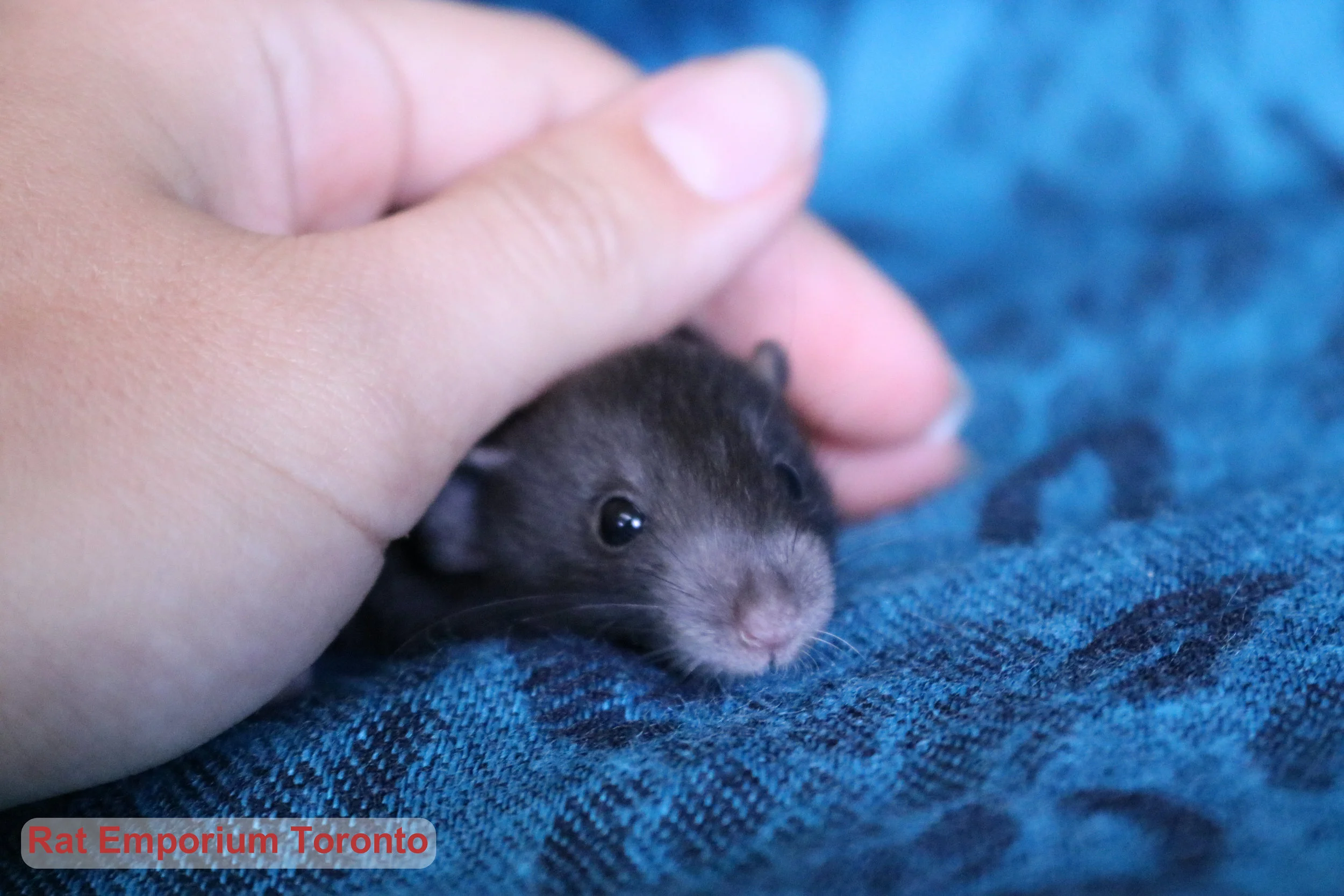 black self dumbo rat
