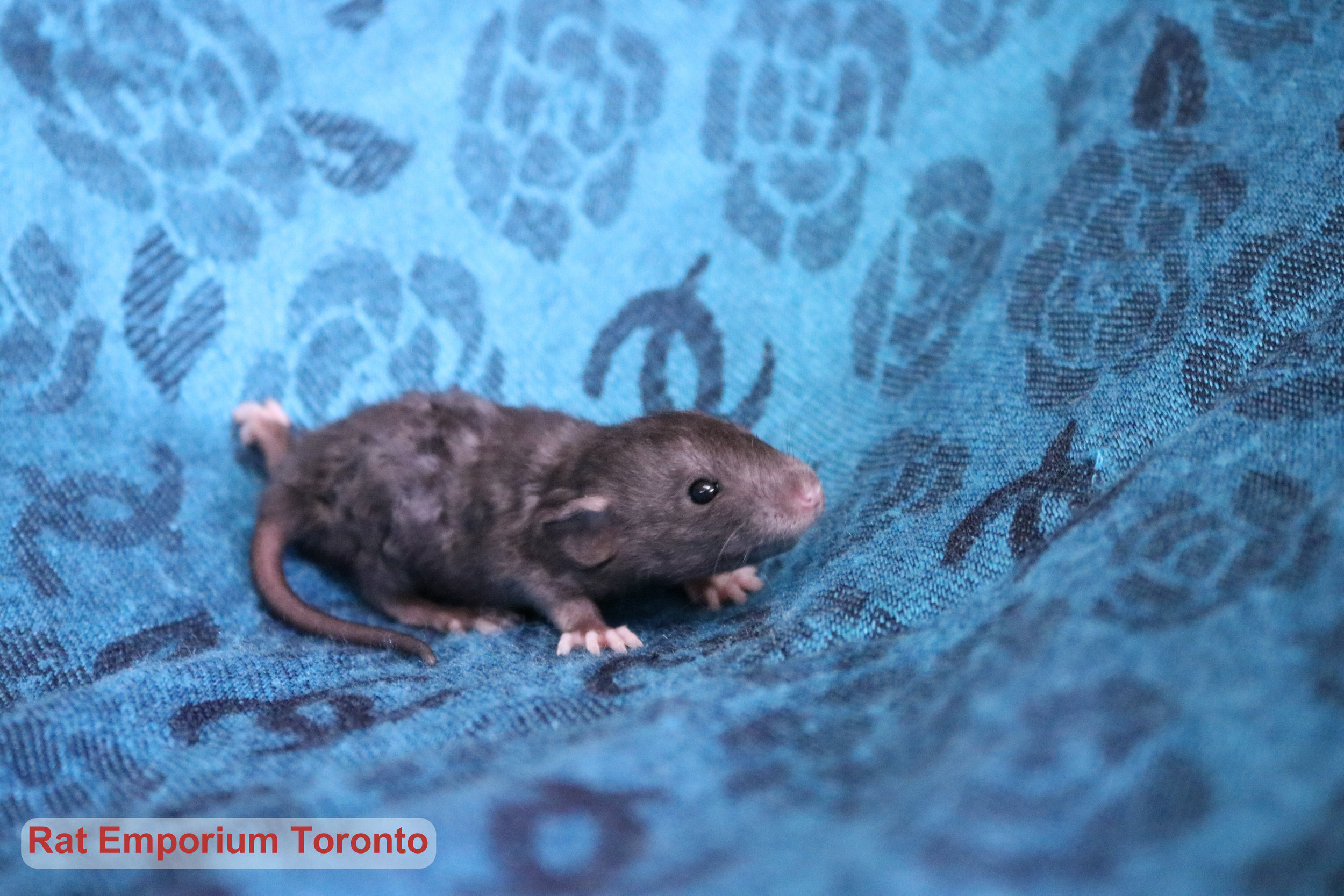 black self dumbo rat