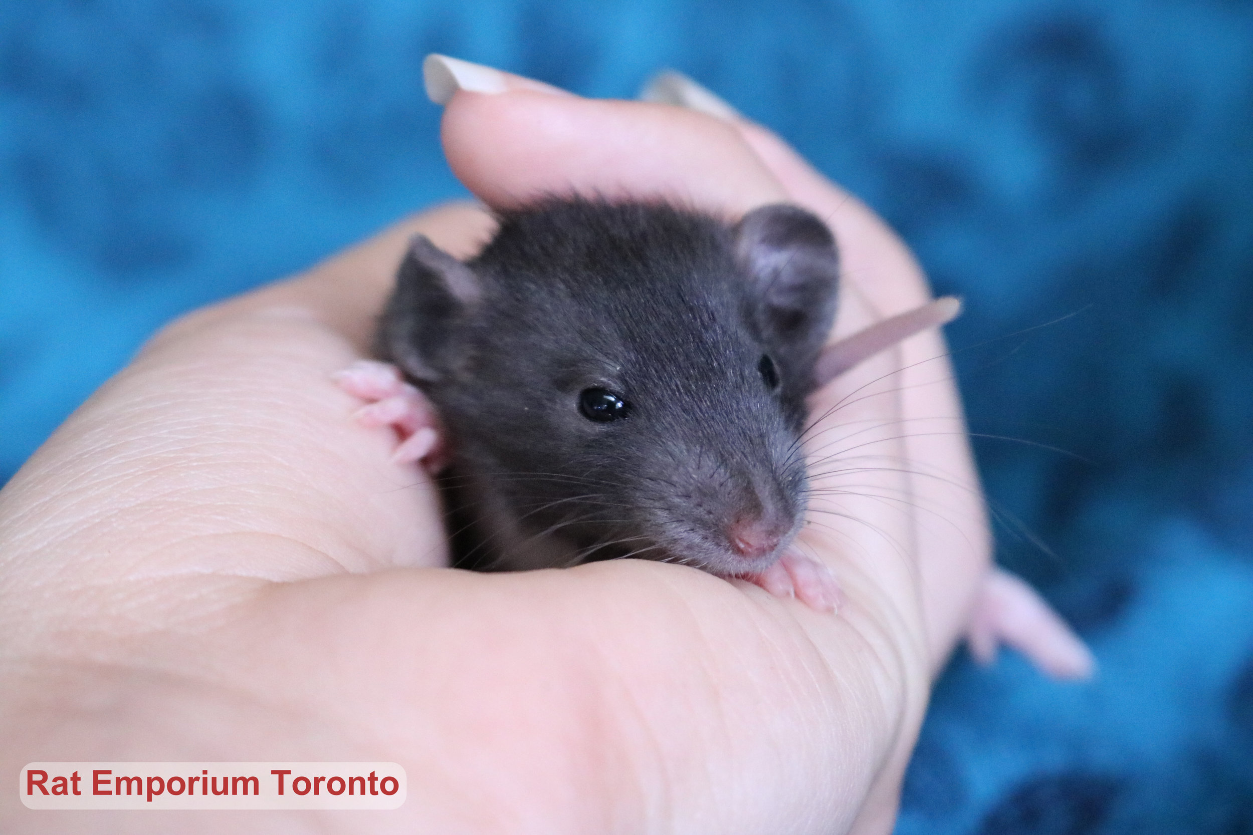 RET02614 - female black dumbo, berkshire