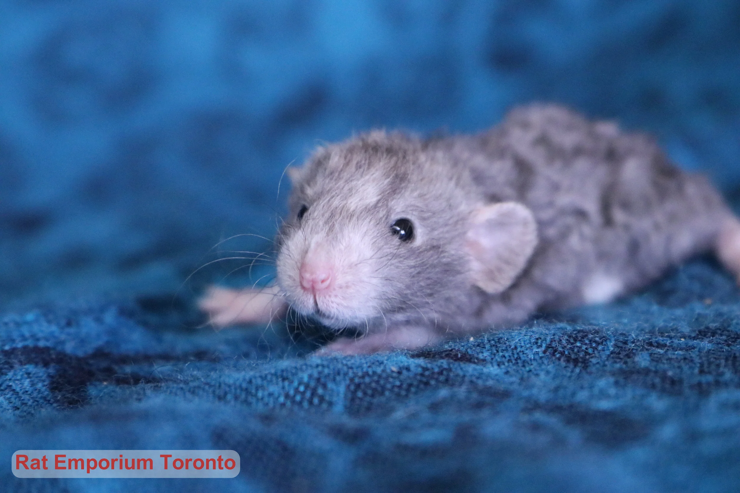 An update on Pippin and El Mist's litter! 