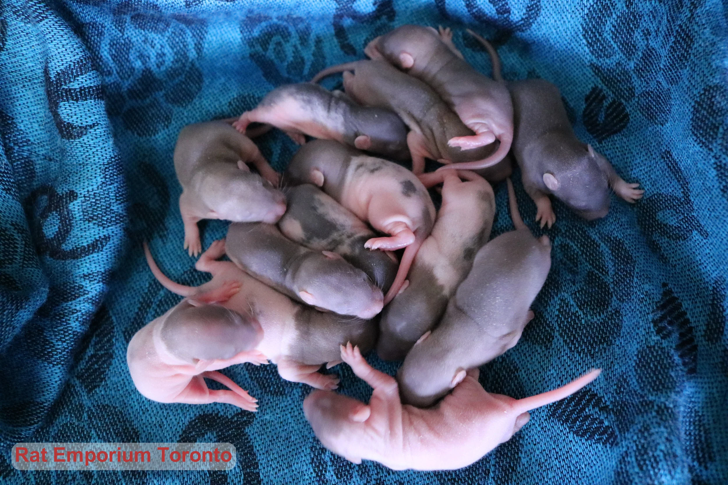 An update on Metron and Trigonometry's litter!