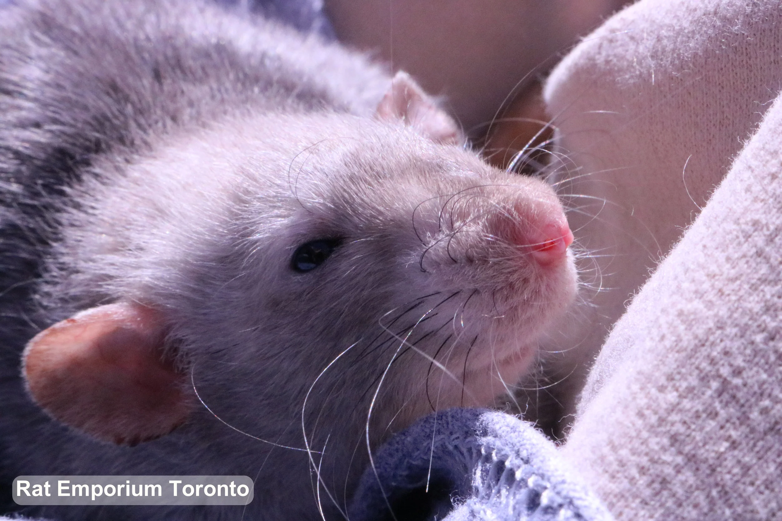 My Heart Rat, Daze.