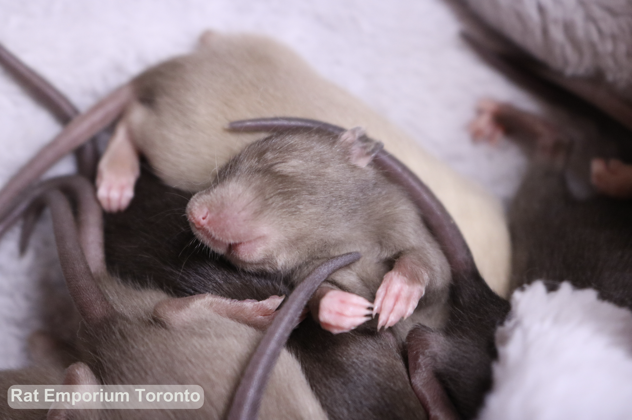 baby siamese and sable rats, dumbo and top ear bred at the Rat Emporium Toronto