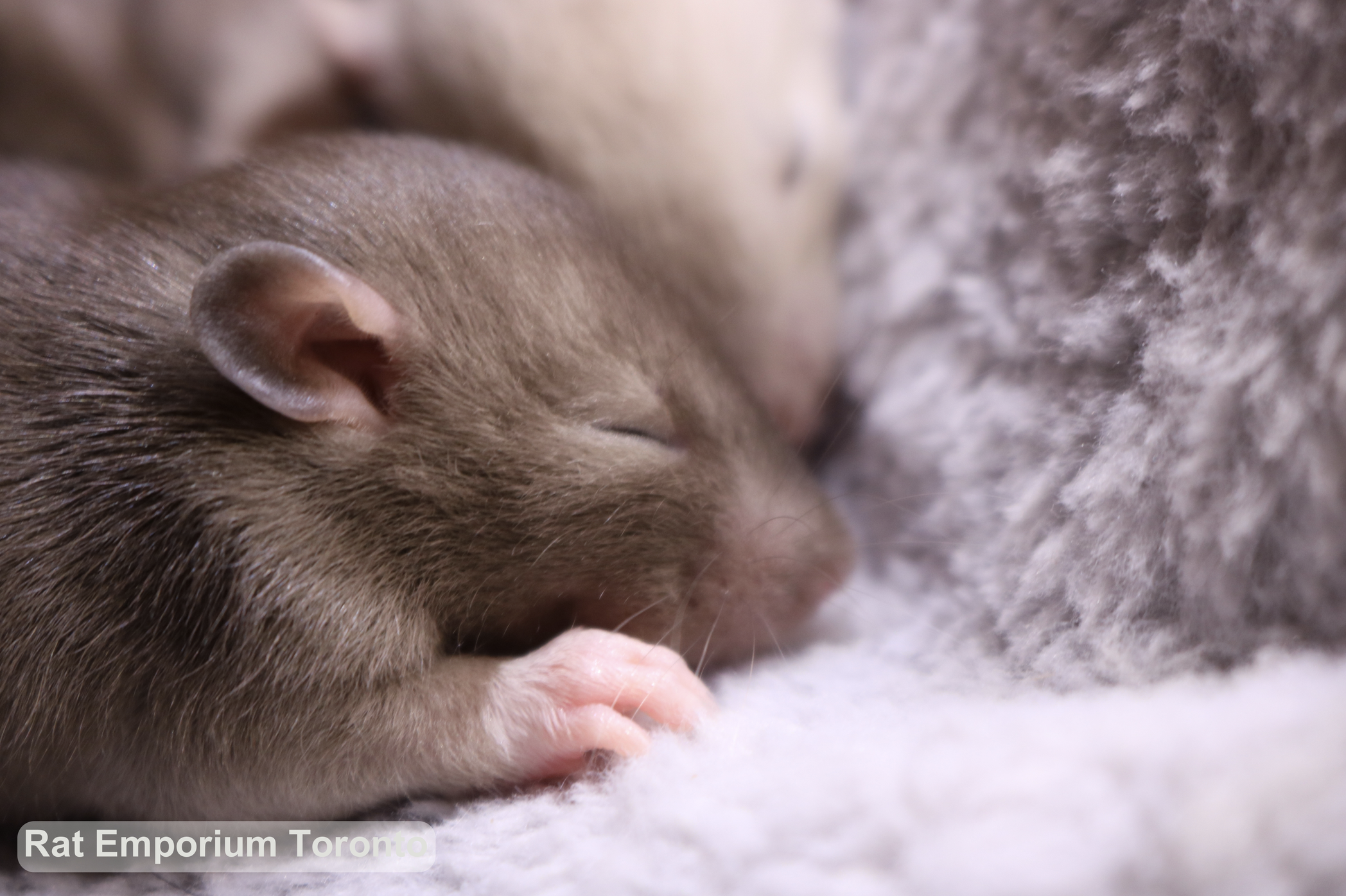 baby siamese and sable rats, dumbo and top ear bred at the Rat Emporium Toronto