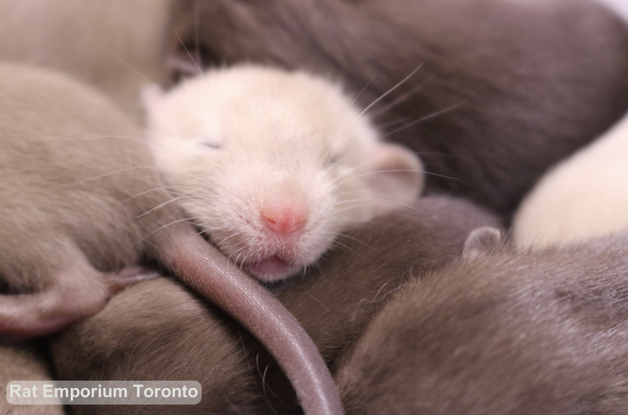 baby siamese and sable rats, dumbo and top ear bred at the Rat Emporium Toronto