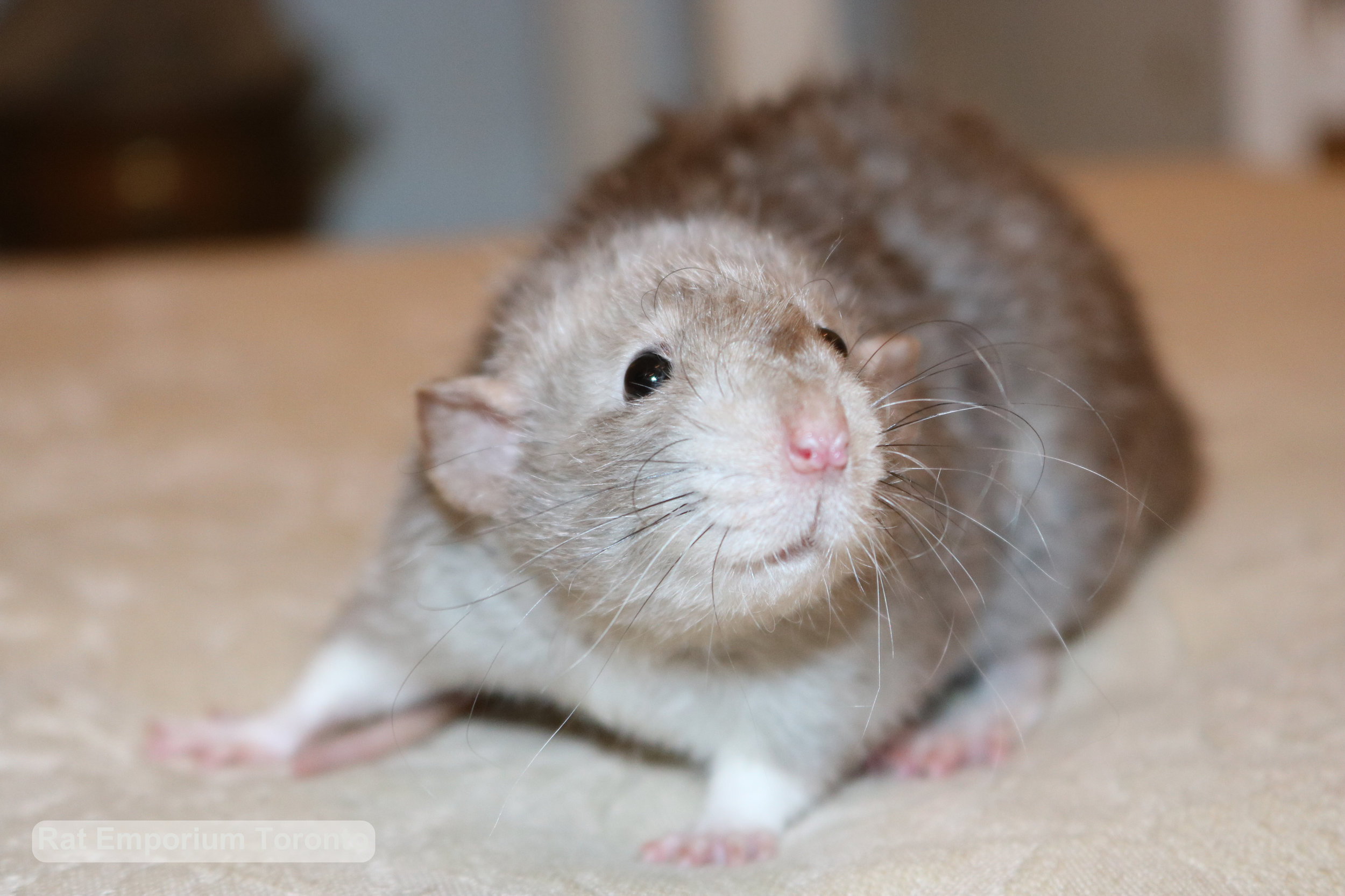 Daze - female black eyed marten dumbo velveteen rat -born at the Rat Emporium Toronto, a Toronto based pet breeder - Adopt pet rats - Toronto, Ontario, Canada - Toronto Rats 