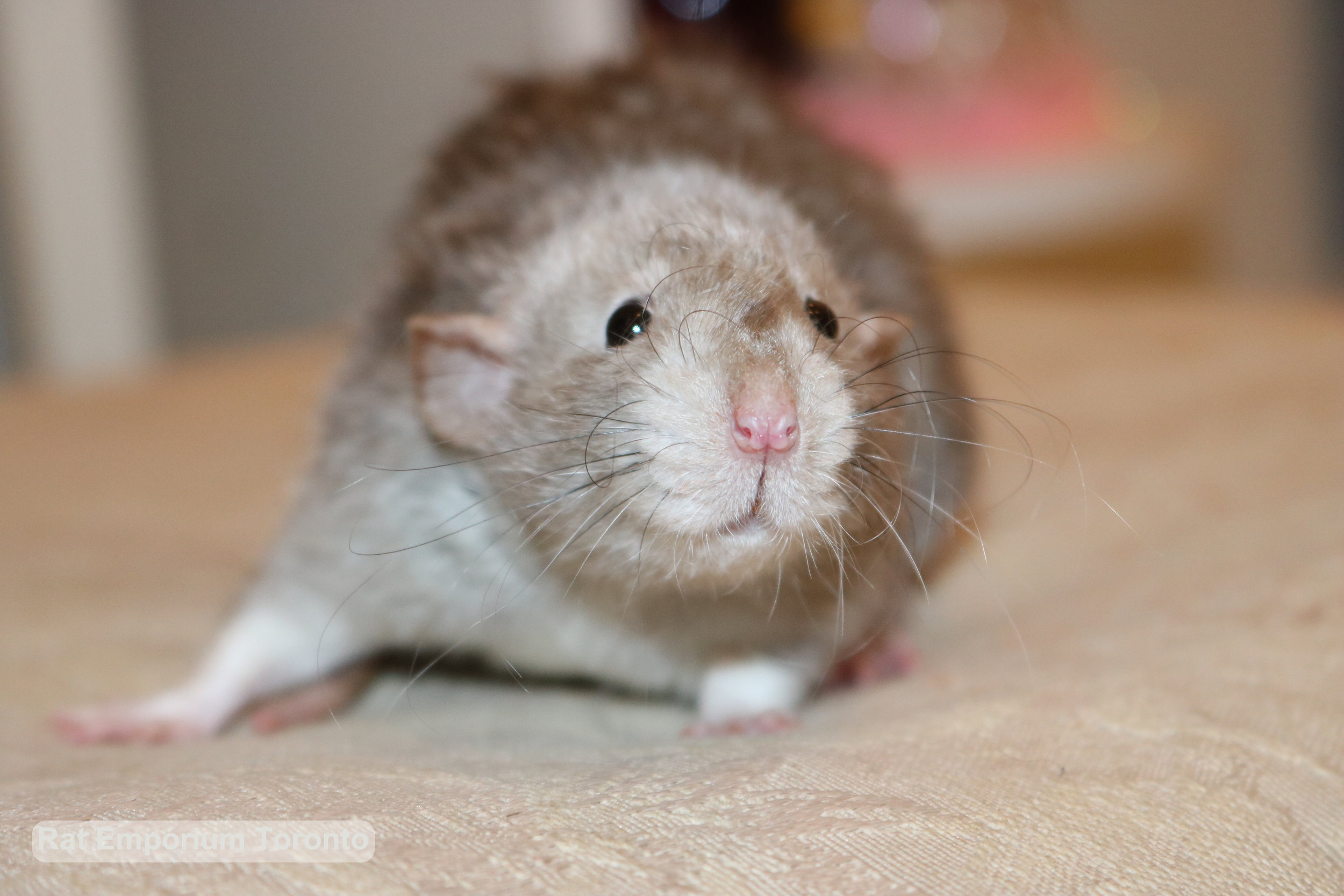 Daze - female black eyed marten dumbo velveteen rat -born at the Rat Emporium Toronto, a Toronto based pet breeder - Adopt pet rats - Toronto, Ontario, Canada - Toronto Rats 