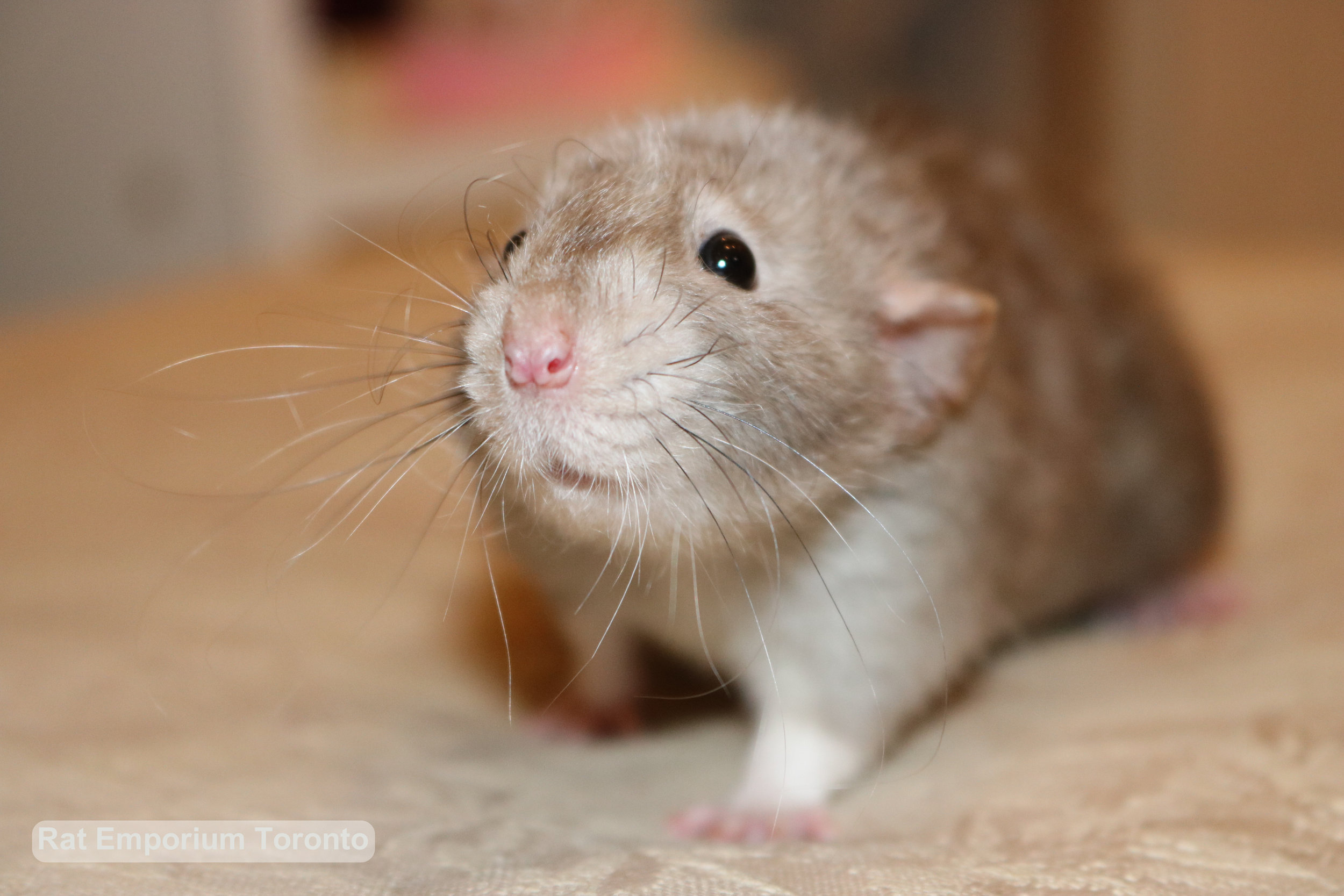 Daze - female black eyed marten dumbo velveteen rat -born at the Rat Emporium Toronto, a Toronto based pet breeder - Adopt pet rats - Toronto, Ontario, Canada - Toronto Rats 