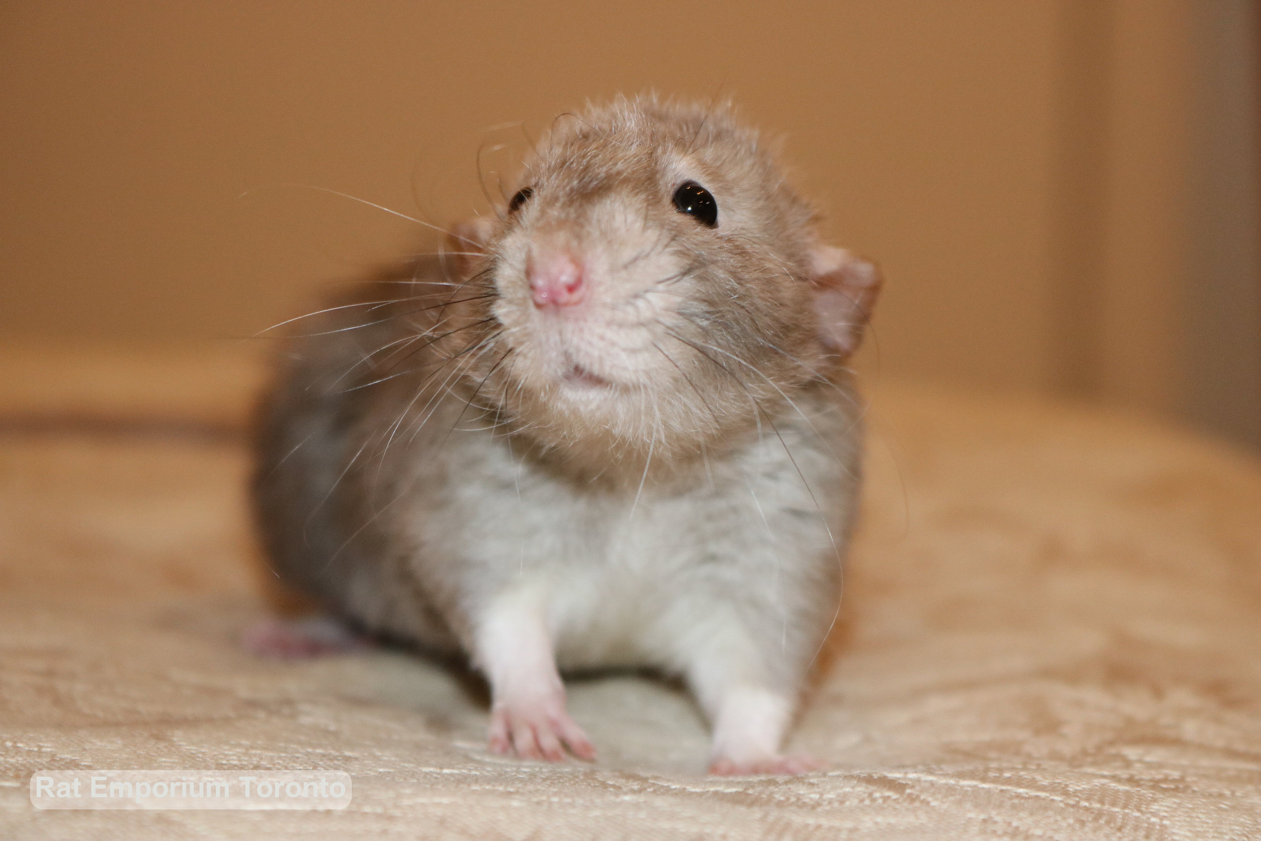 Daze - female black eyed marten dumbo velveteen rat -born at the Rat Emporium Toronto, a Toronto based pet breeder - Adopt pet rats - Toronto, Ontario, Canada - Toronto Rats 