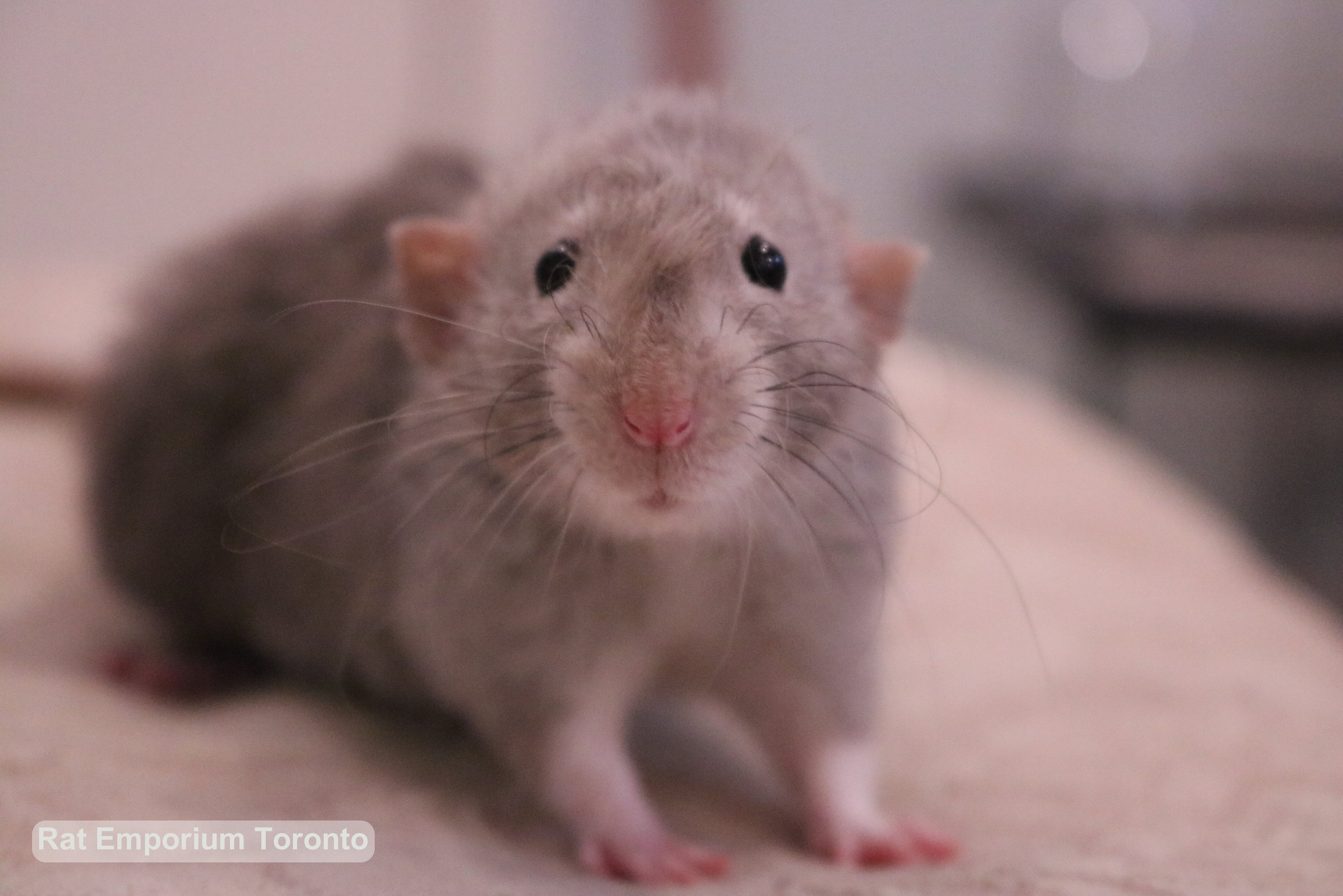 Daze - female black eyed marten dumbo velveteen rat -born at the Rat Emporium Toronto, a Toronto based pet breeder - Adopt pet rats - Toronto, Ontario, Canada - Toronto Rats 