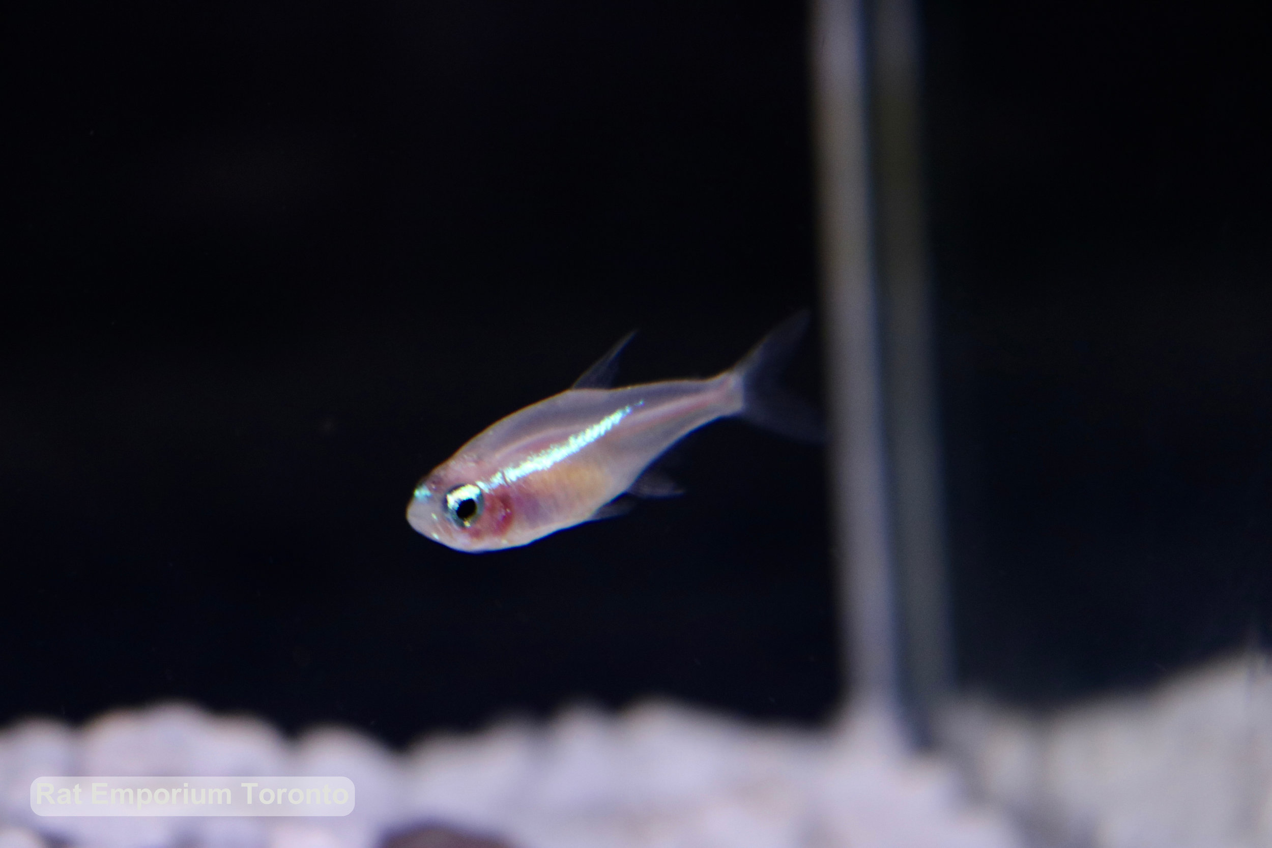 Ghost shrimp and tetras - raised at the Rat Emporium Toronto - pet goldfish