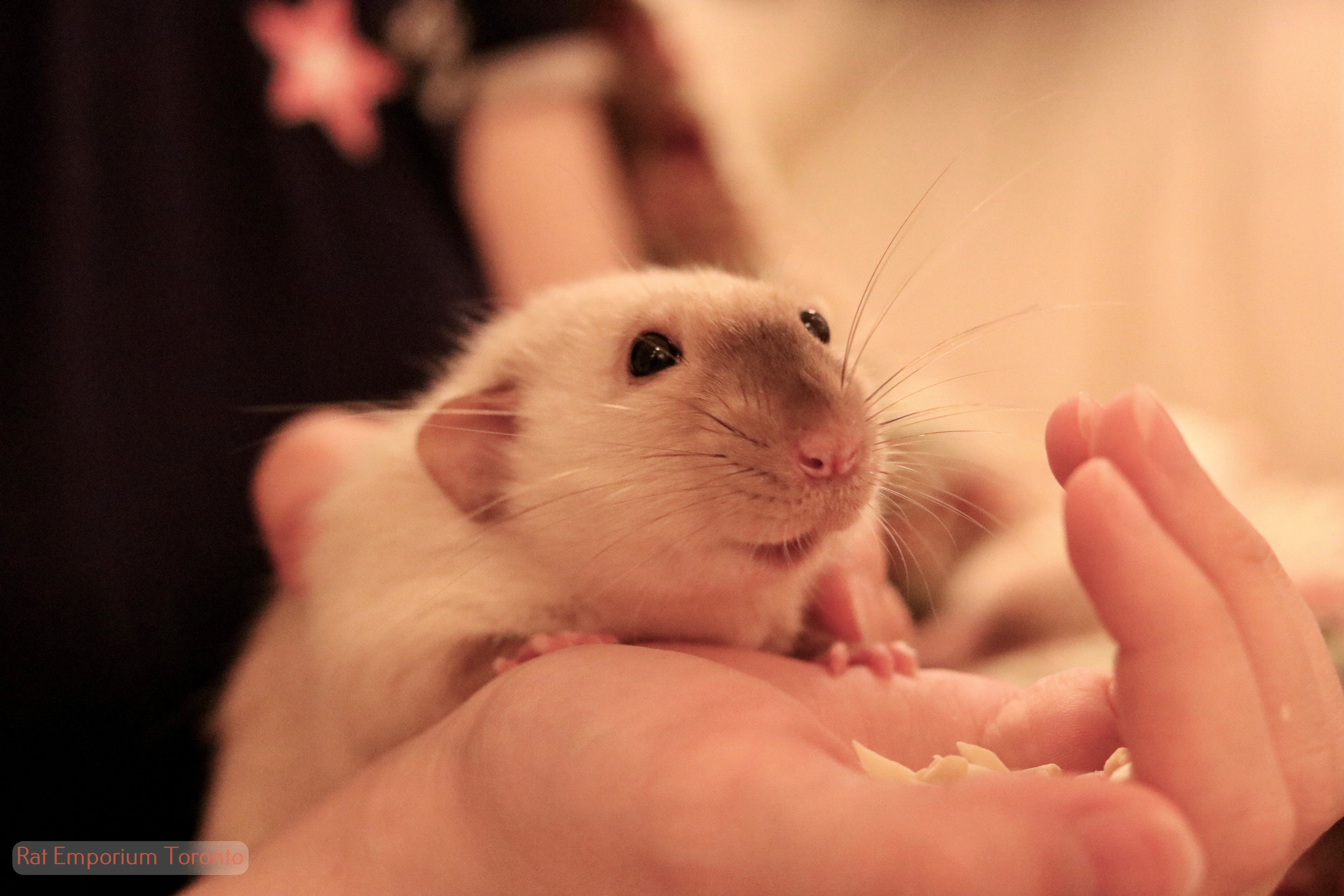 Daniel - black eyed siamese dumbo rat- born and raised at the Rat Emporium Toronto - rat breeder Toronto Ontario Canada