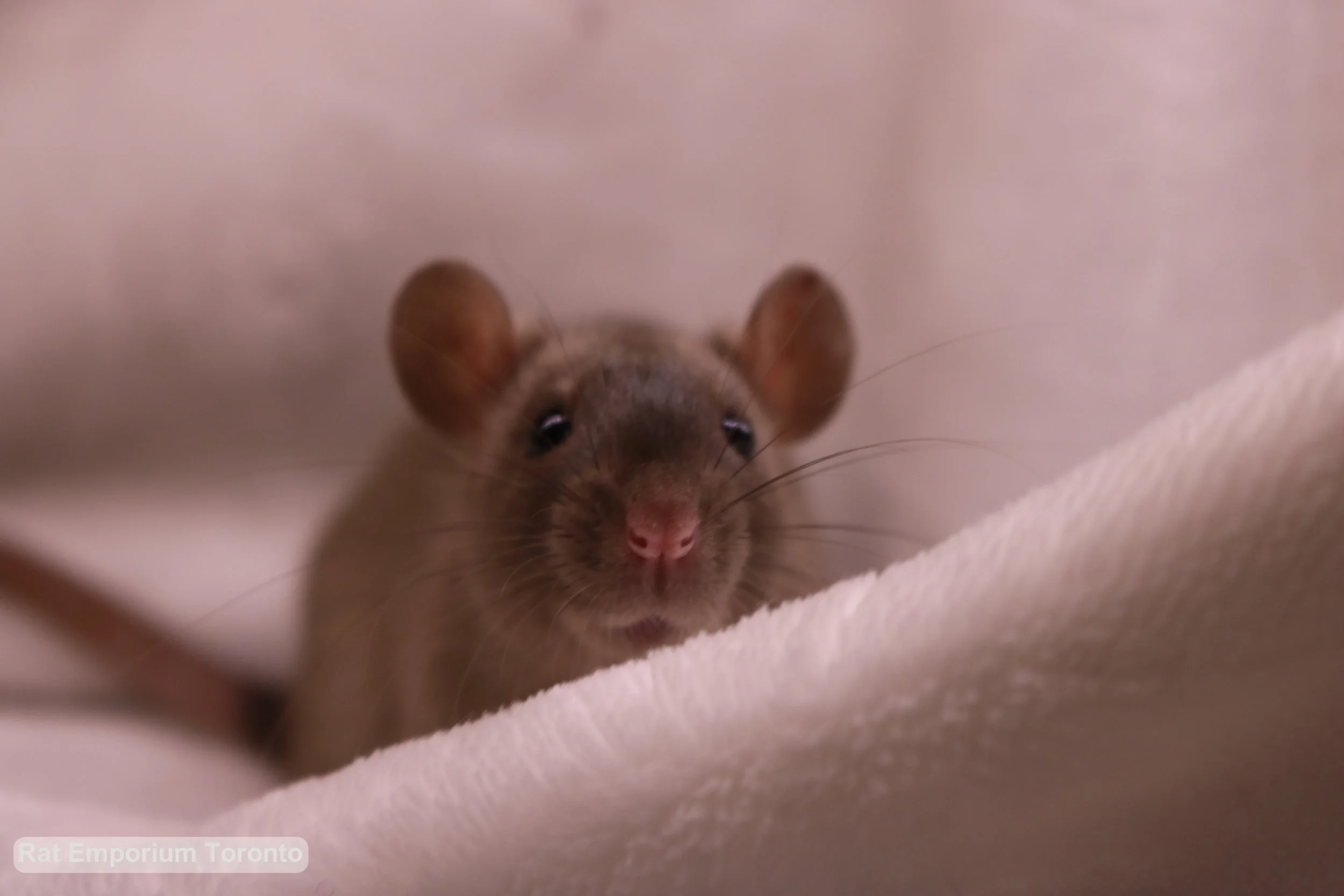 RET02813 - female BE sable, I