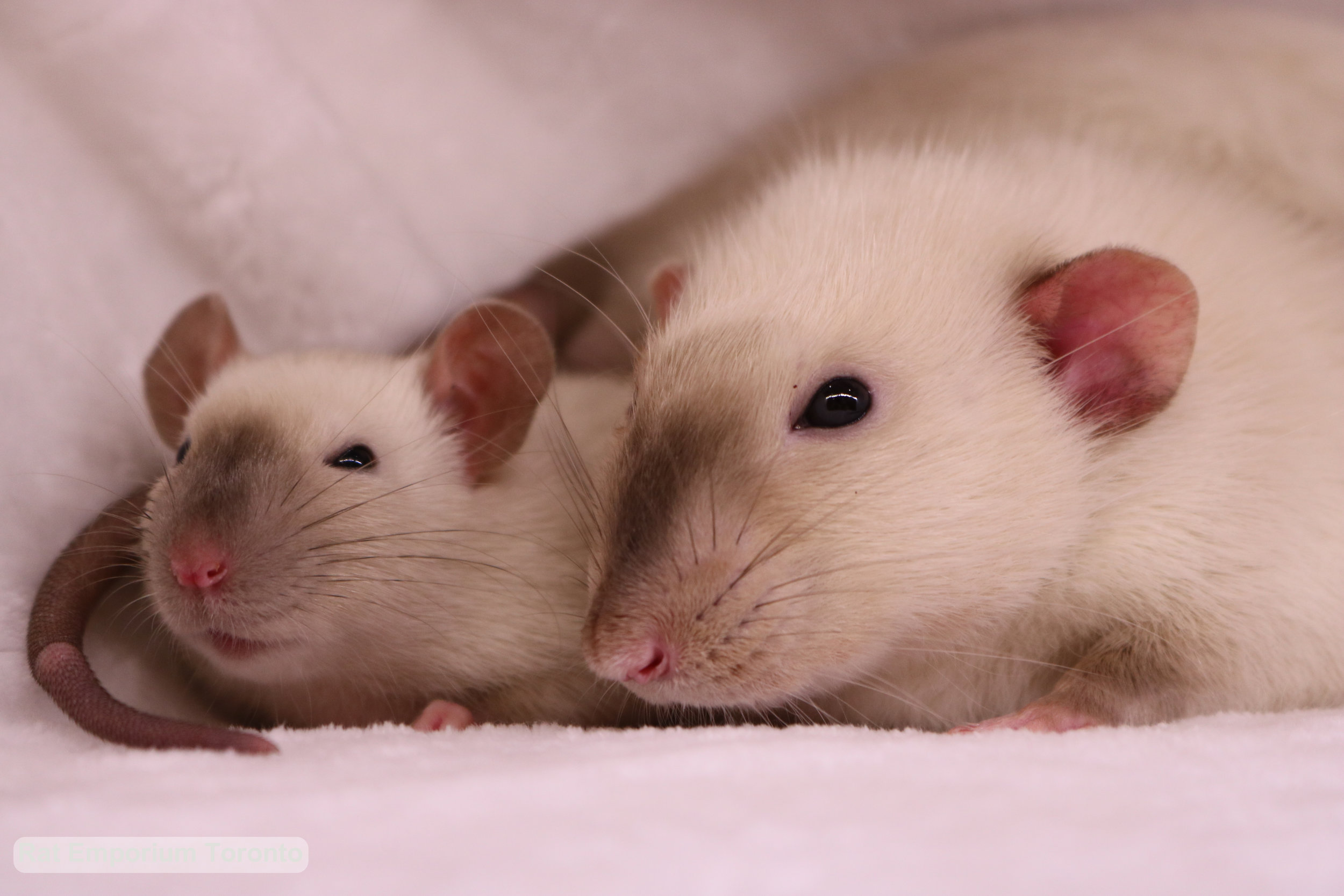 Siamese dumbo rat and top eared siamese rat - born and raised at the Rat Emporium Toronto - rat breeder Toronto - adopt pet rats - learn about rats