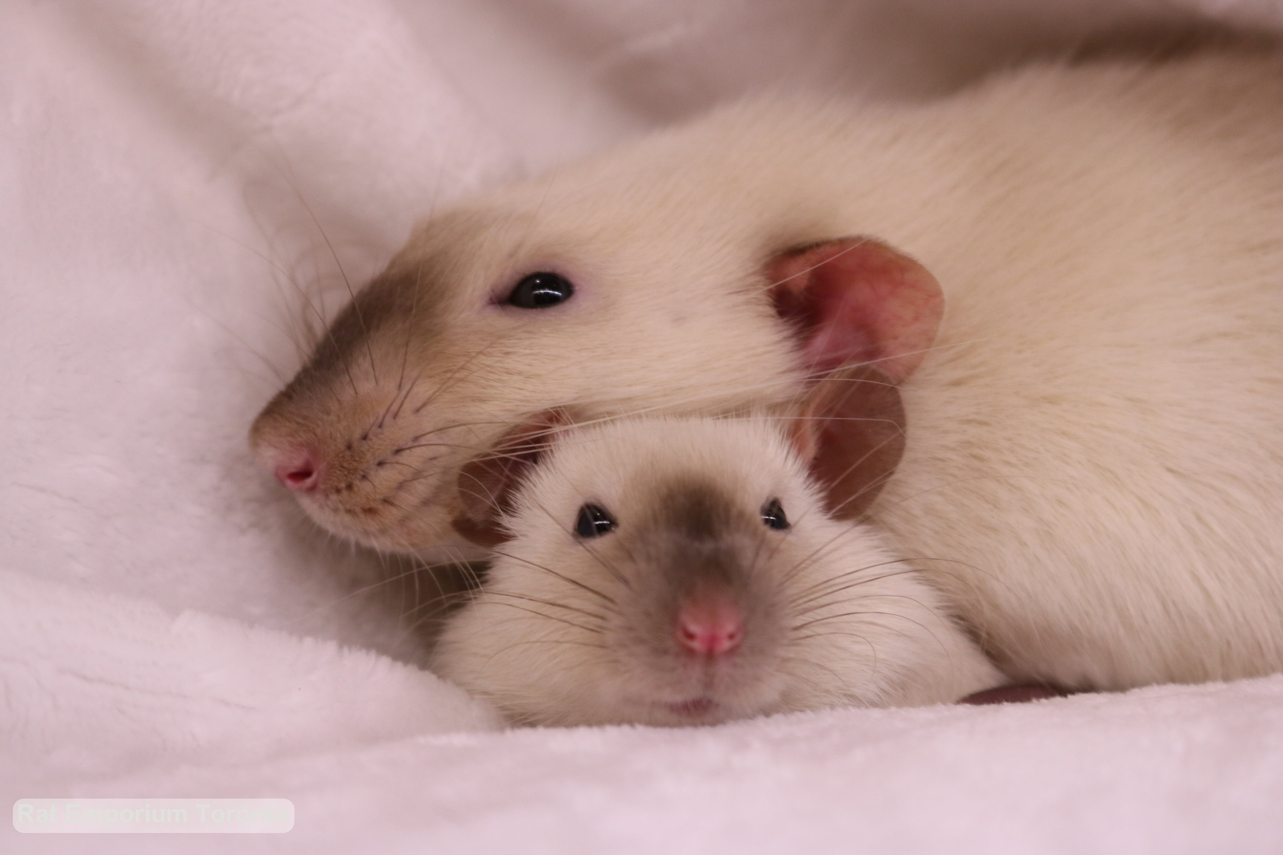 Siamese dumbo rat and top eared siamese rat - born and raised at the Rat Emporium Toronto - rat breeder Toronto - adopt pet rats - learn about rats