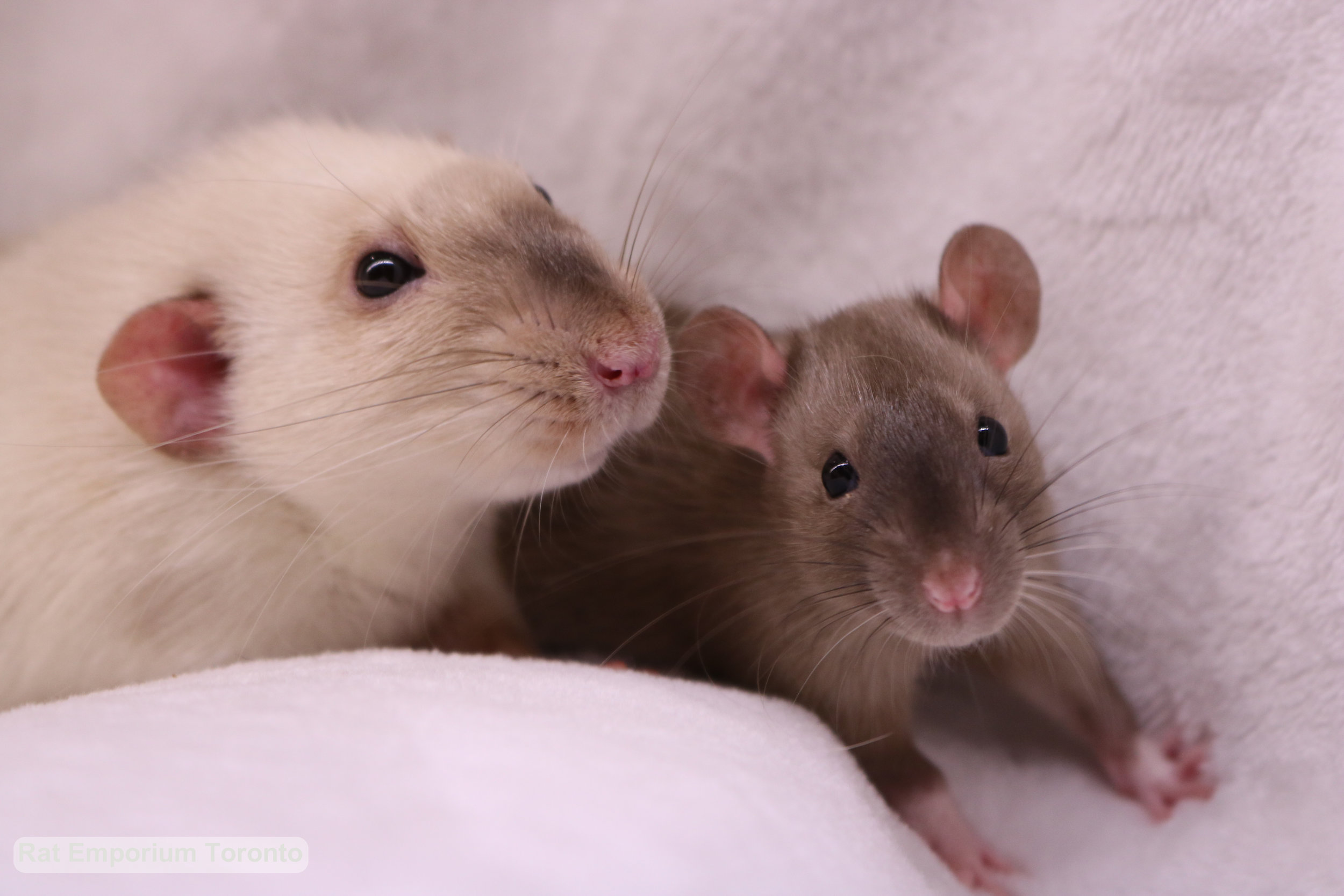 Siamese dumbo rat and top eared sable rat - black eyed siamese and black eyed sable rat - born and raised at the Rat Emporium Toronto - rat breeder Toronto - adopt pet rats - learn about rats